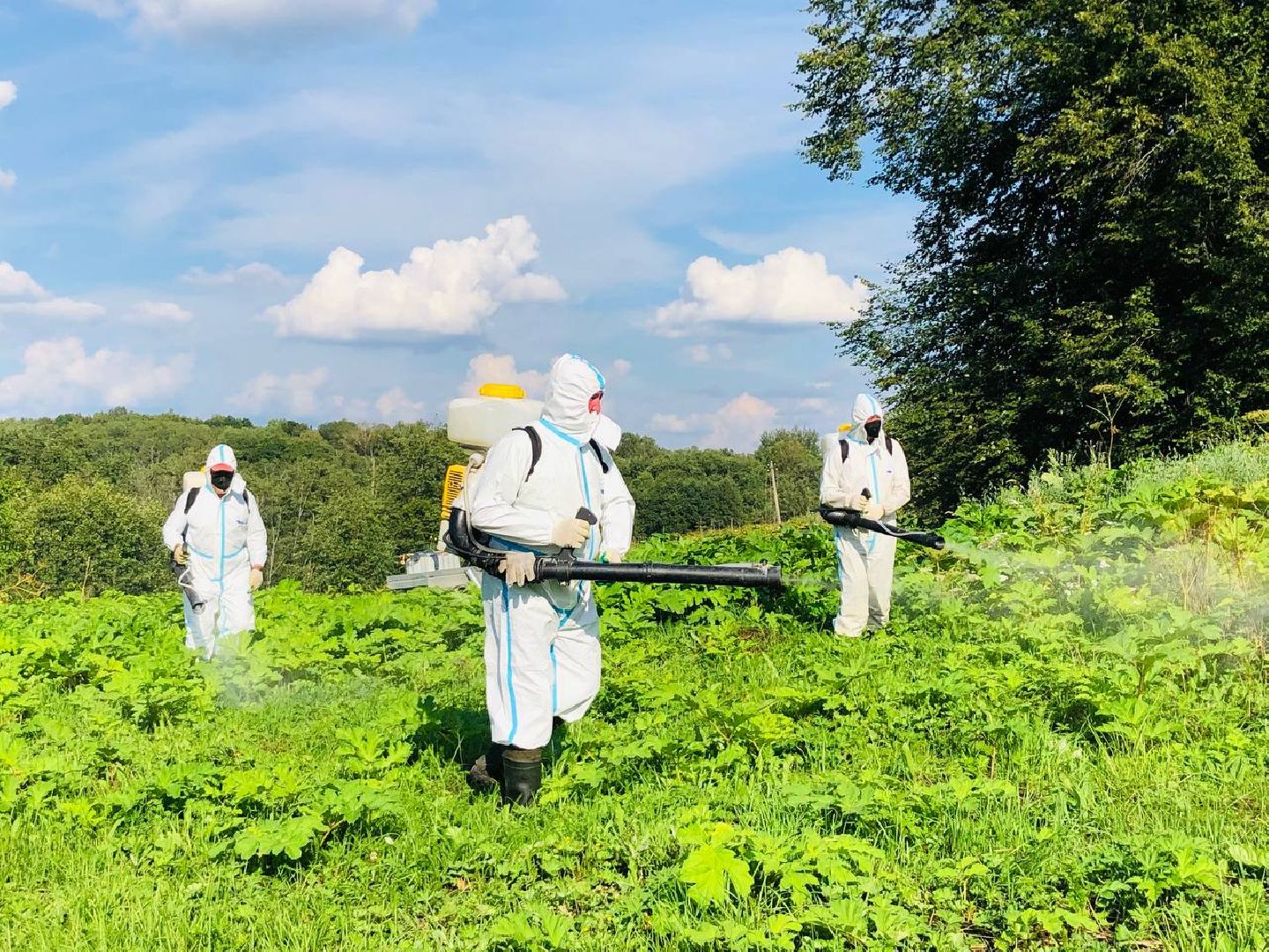 Руза, борщевик Сосновского, борьба с борщевиком, ядовитый сорняк, экология