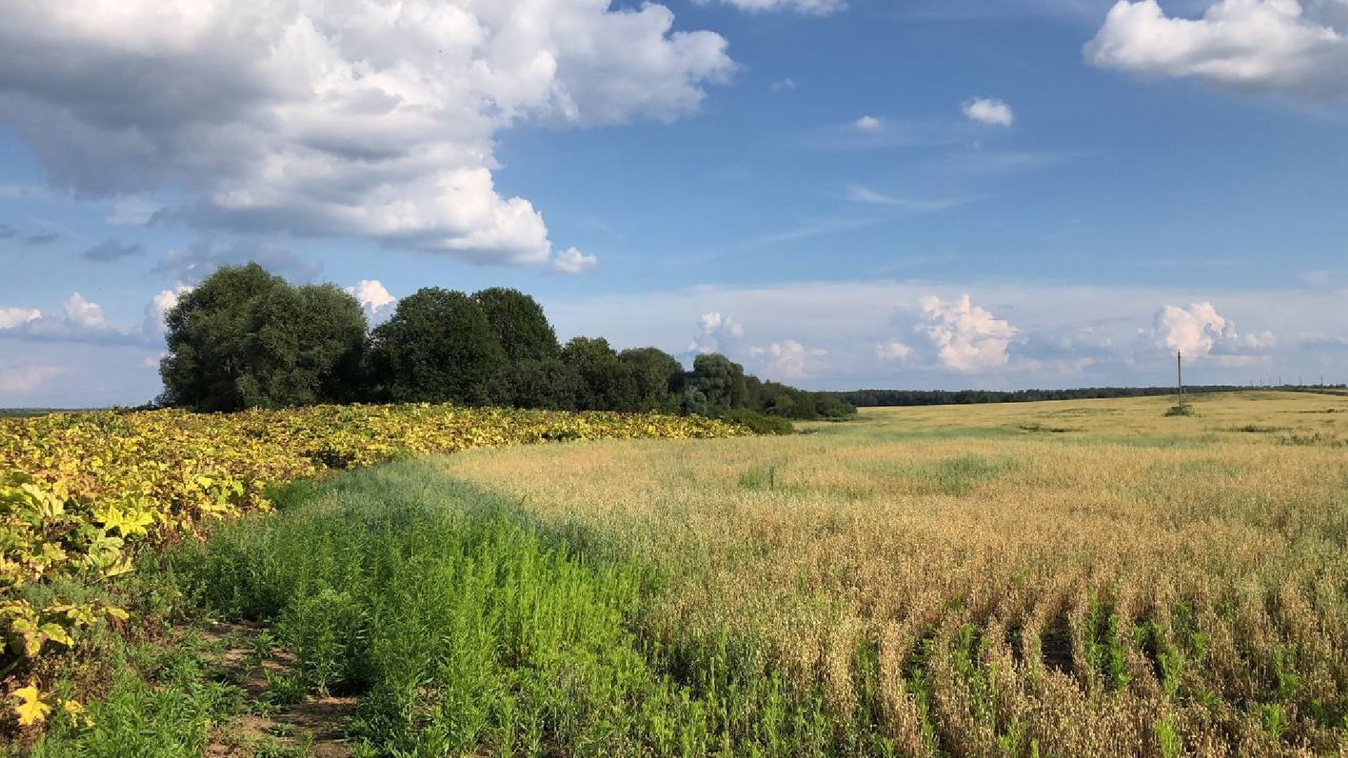 Руза, борщевик Сосновского, борьба с борщевиком, ядовитый сорняк, экология