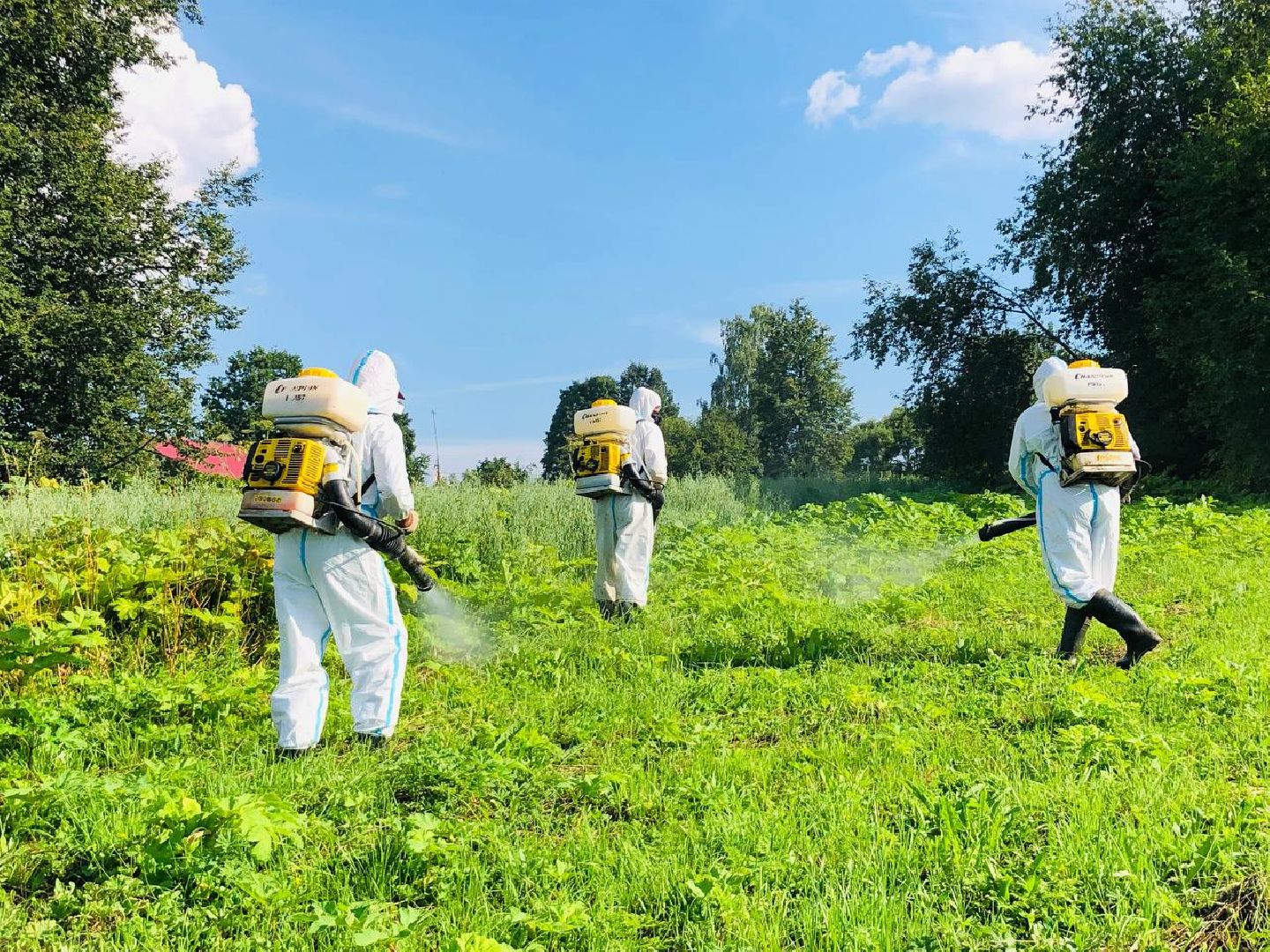 Руза, борщевик Сосновского, борьба с борщевиком, ядовитый сорняк, экология