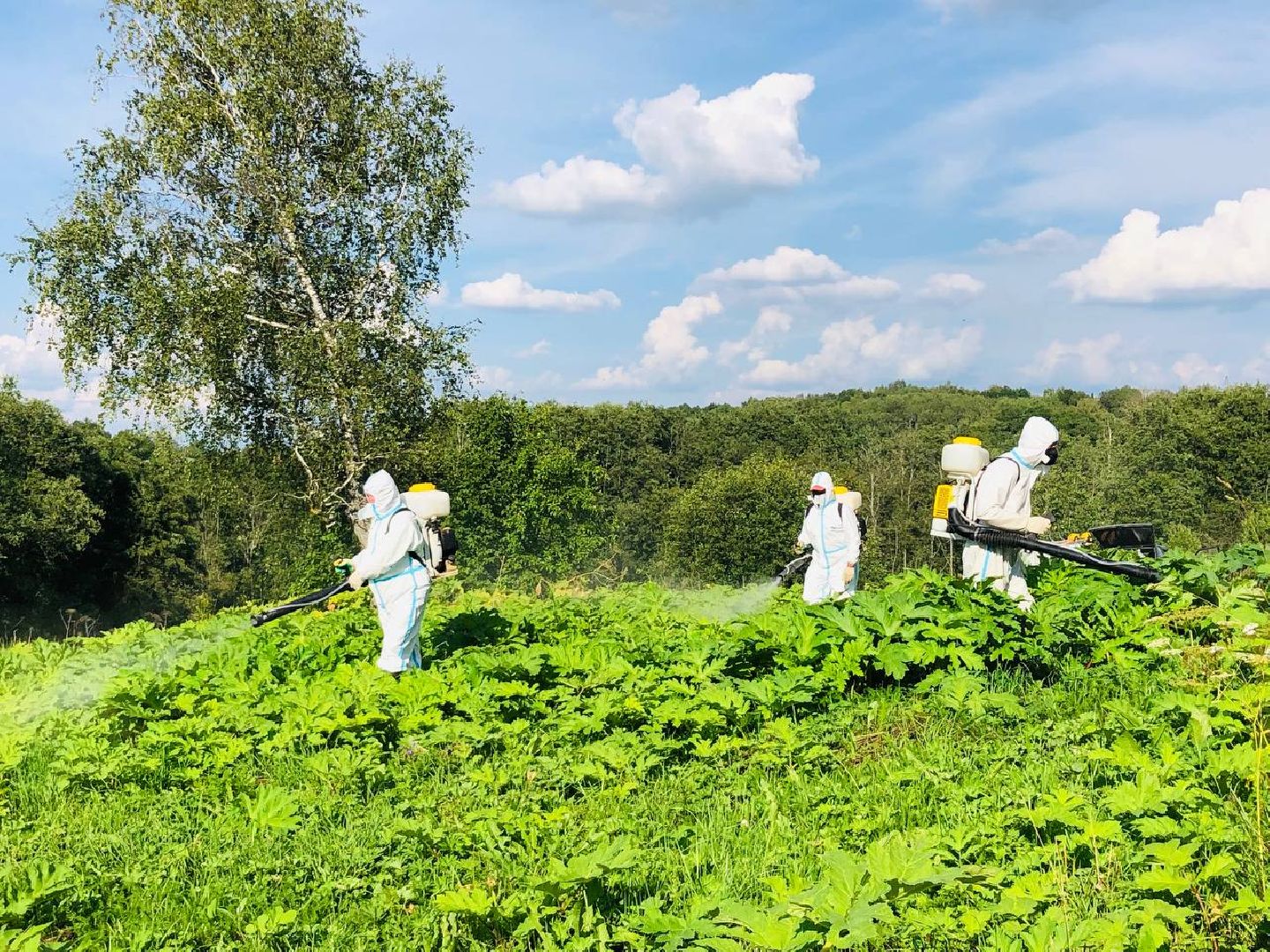 Руза, борщевик Сосновского, борьба с борщевиком, ядовитый сорняк, экология