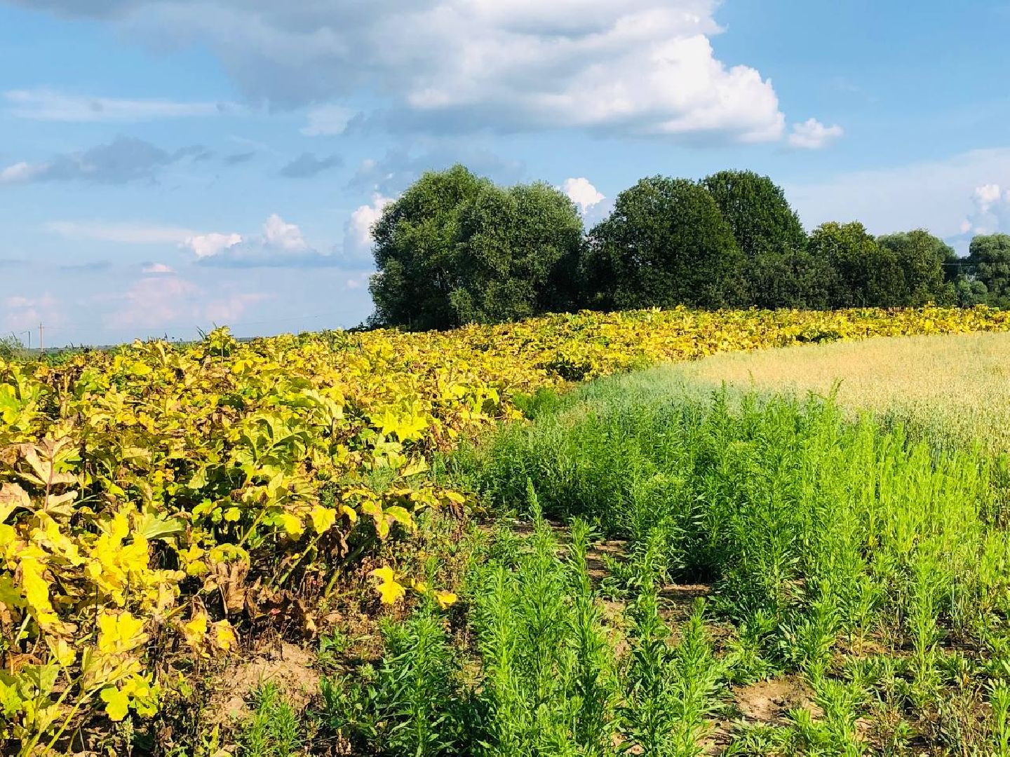 Руза, борщевик Сосновского, борьба с борщевиком, ядовитый сорняк, экология