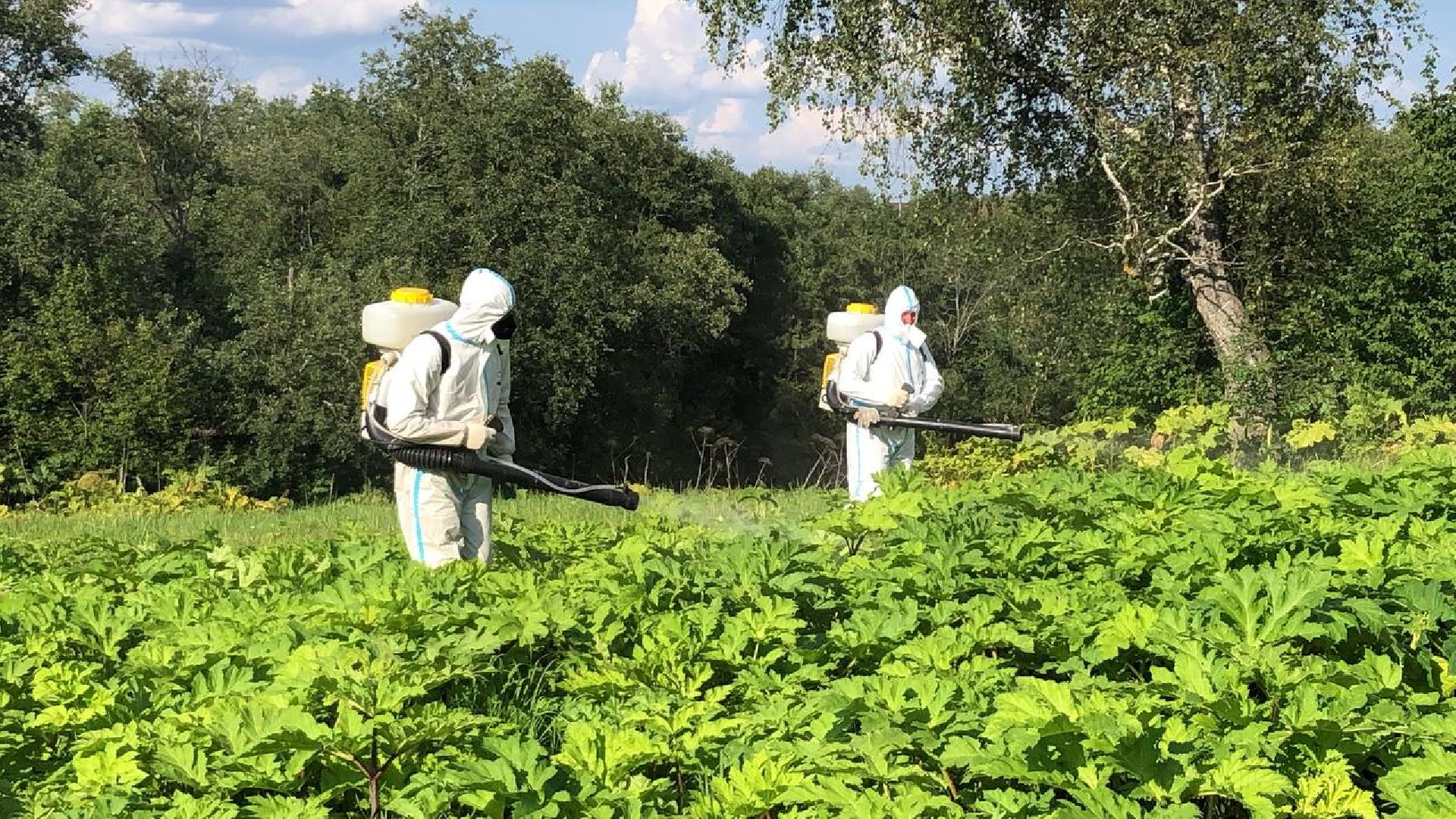 Руза, борщевик Сосновского, борьба с борщевиком, ядовитый сорняк, экология