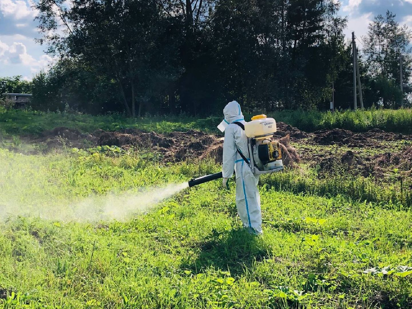 Руза, борщевик Сосновского, борьба с борщевиком, ядовитый сорняк, экология