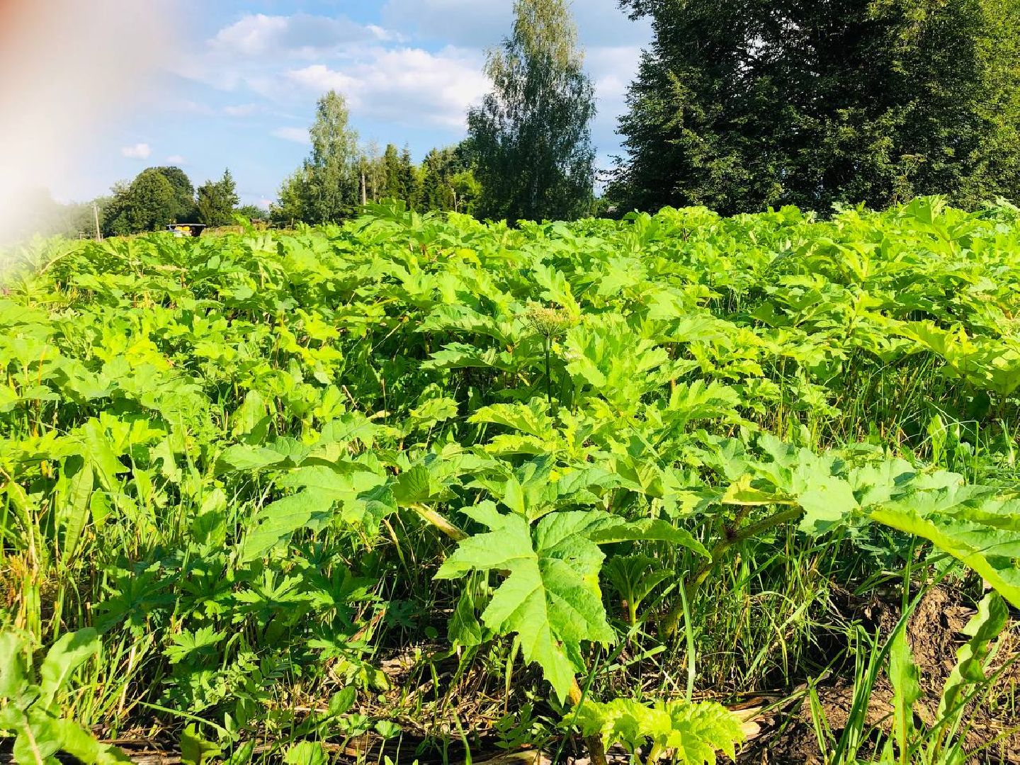 Руза, борщевик Сосновского, борьба с борщевиком, ядовитый сорняк, экология
