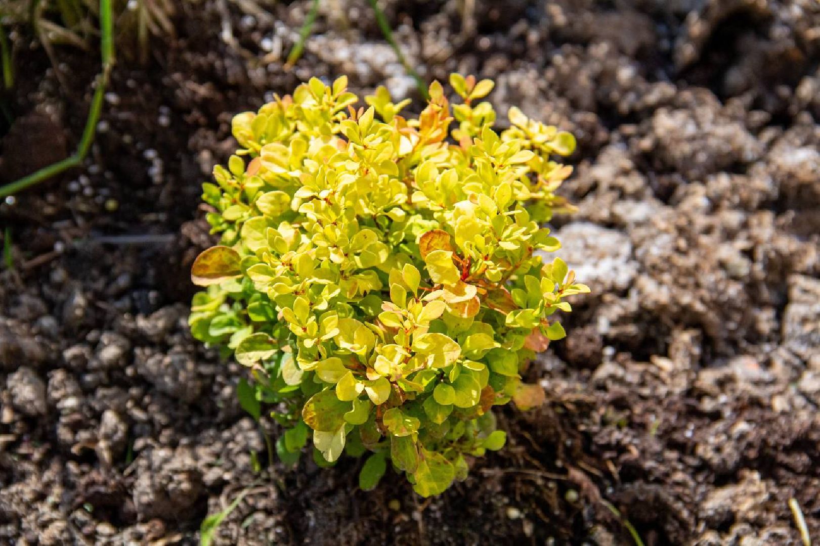 Подольск, сквер, благоустройство