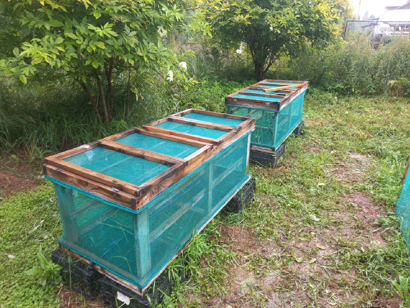 Солнечногорск, улиточные фермы, улитки, выращивание, солнечные холмы