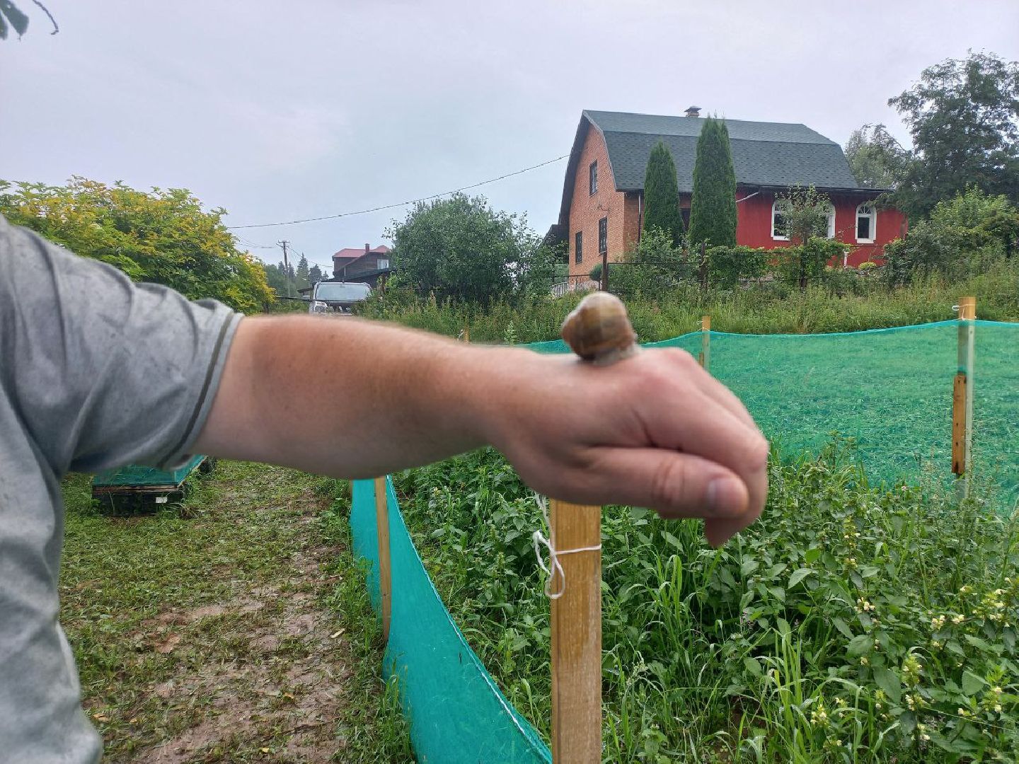 Солнечногорск, улиточные фермы, улитки, выращивание, солнечные холмы