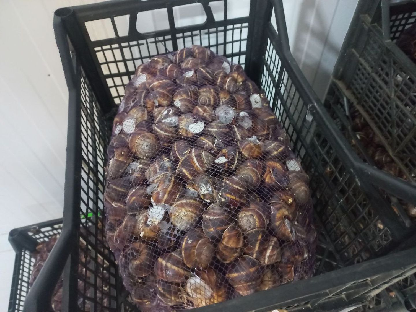 Солнечногорск, улиточные фермы, улитки, выращивание, солнечные холмы