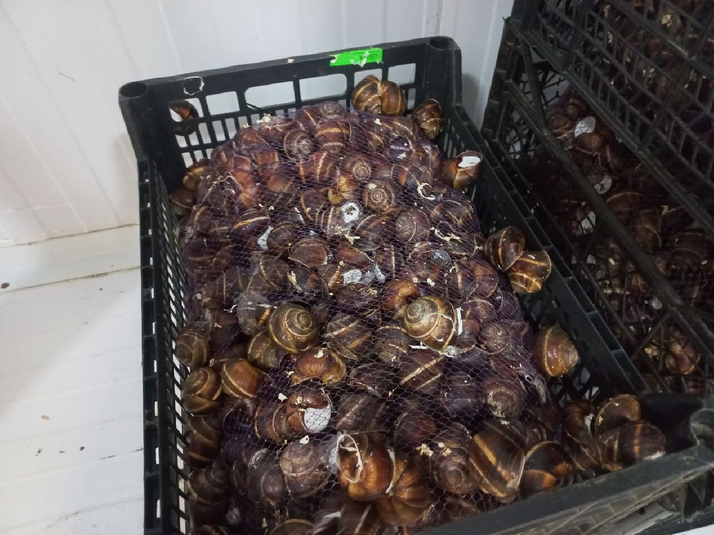 Солнечногорск, улиточные фермы, улитки, выращивание, солнечные холмы