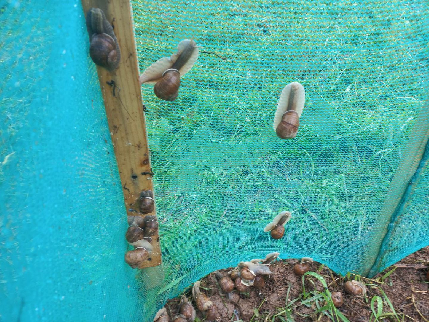 Солнечногорск, улиточные фермы, улитки, выращивание, солнечные холмы