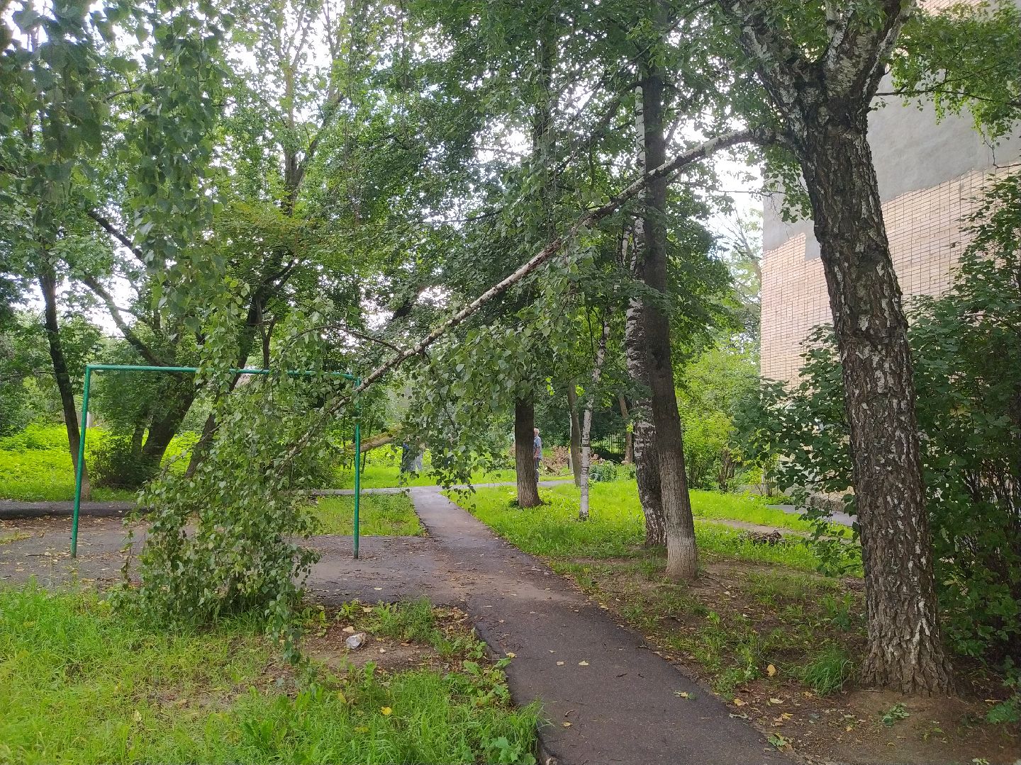 Коломна, ДГХ, Благоустройство, Упавшие деревья