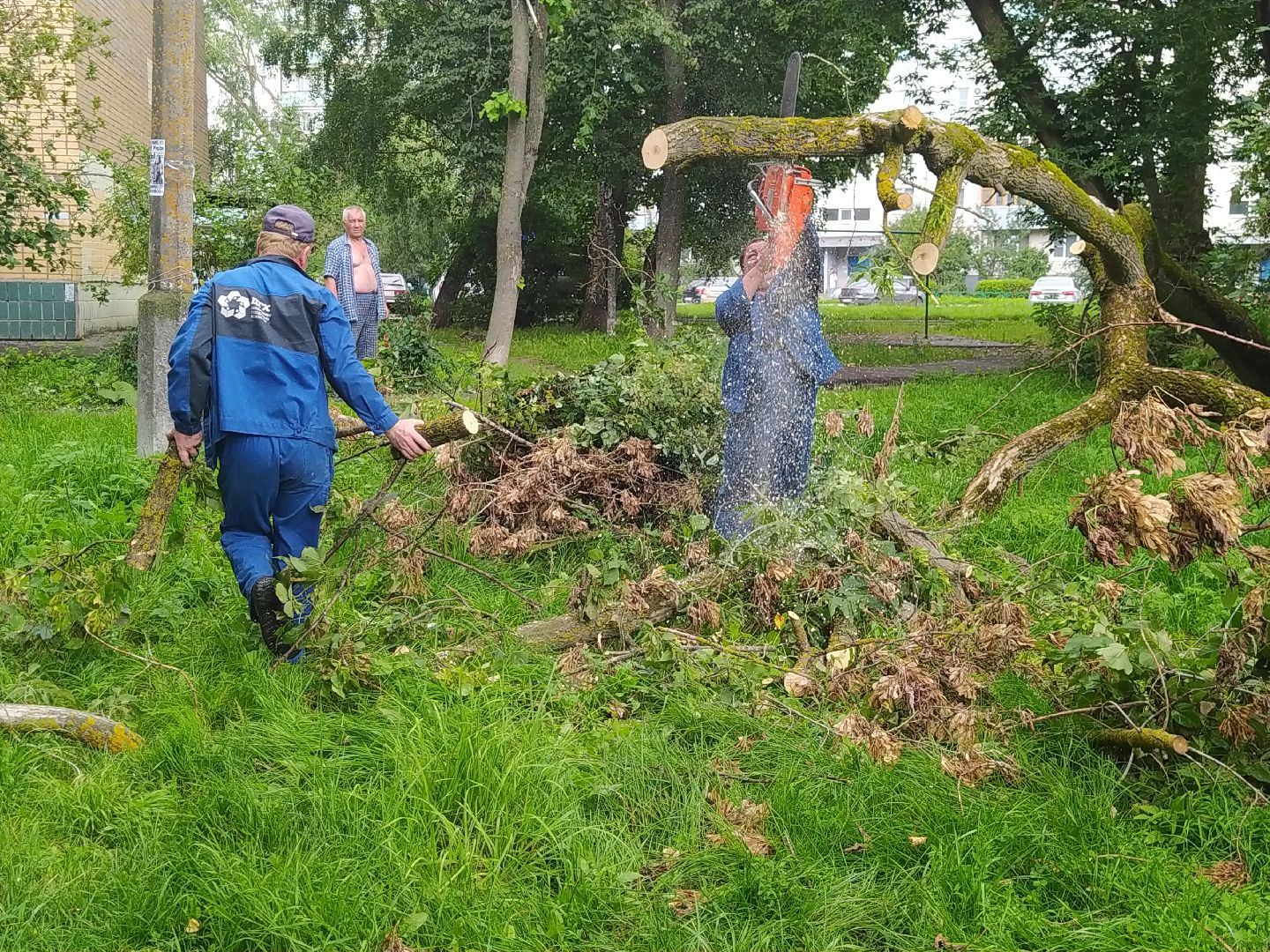 Коломна, ДГХ, Благоустройство, Упавшие деревья