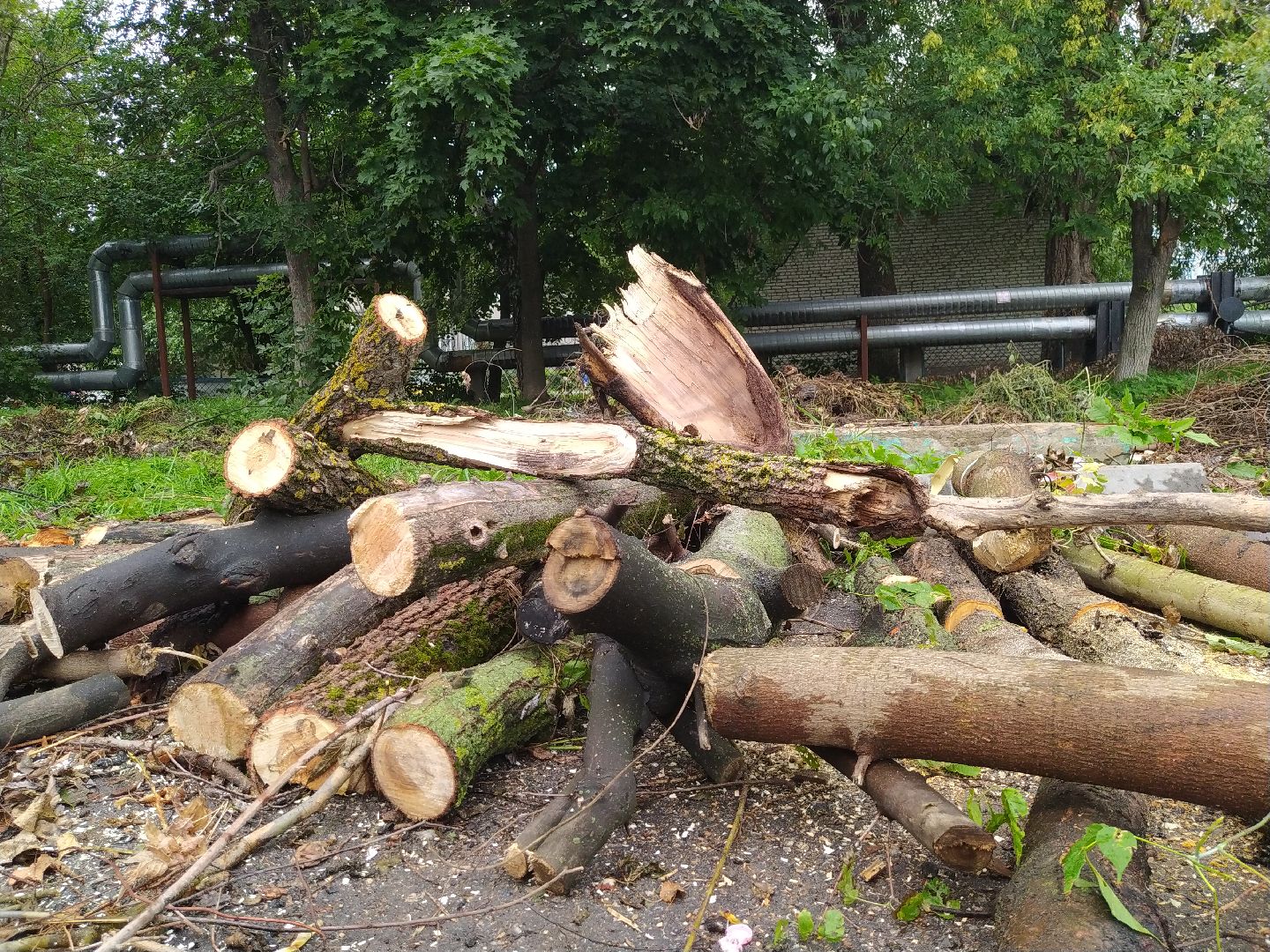 Коломна, ДГХ, Благоустройство, Упавшие деревья