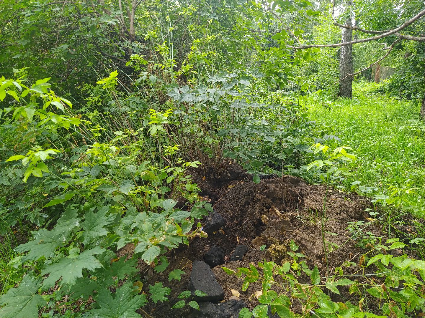 Коломна, ДГХ, Благоустройство, Упавшие деревья