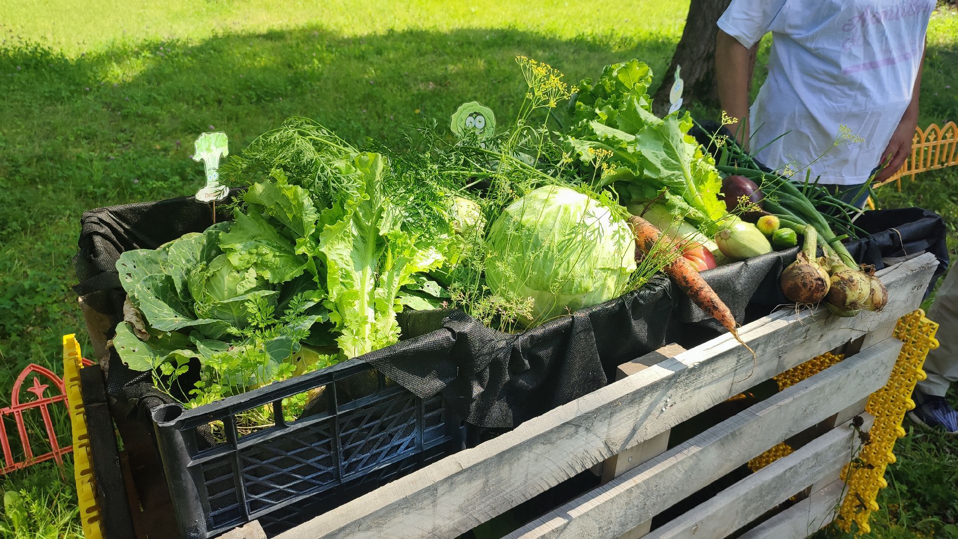 Кашира, Активное долголетие, общественный огород, урожай, капуста, лук