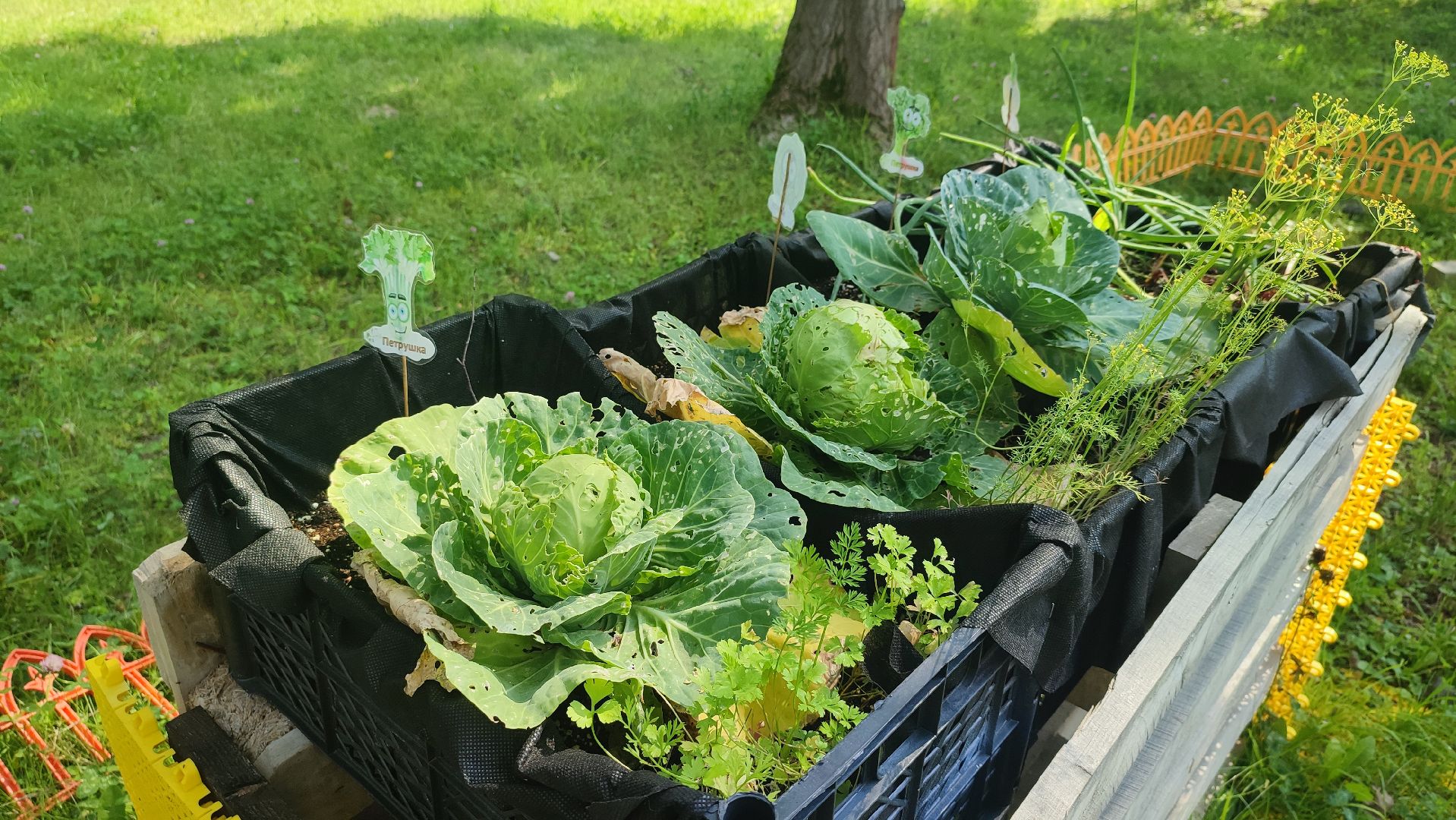 Кашира, Активное долголетие, общественный огород, урожай, капуста, лук