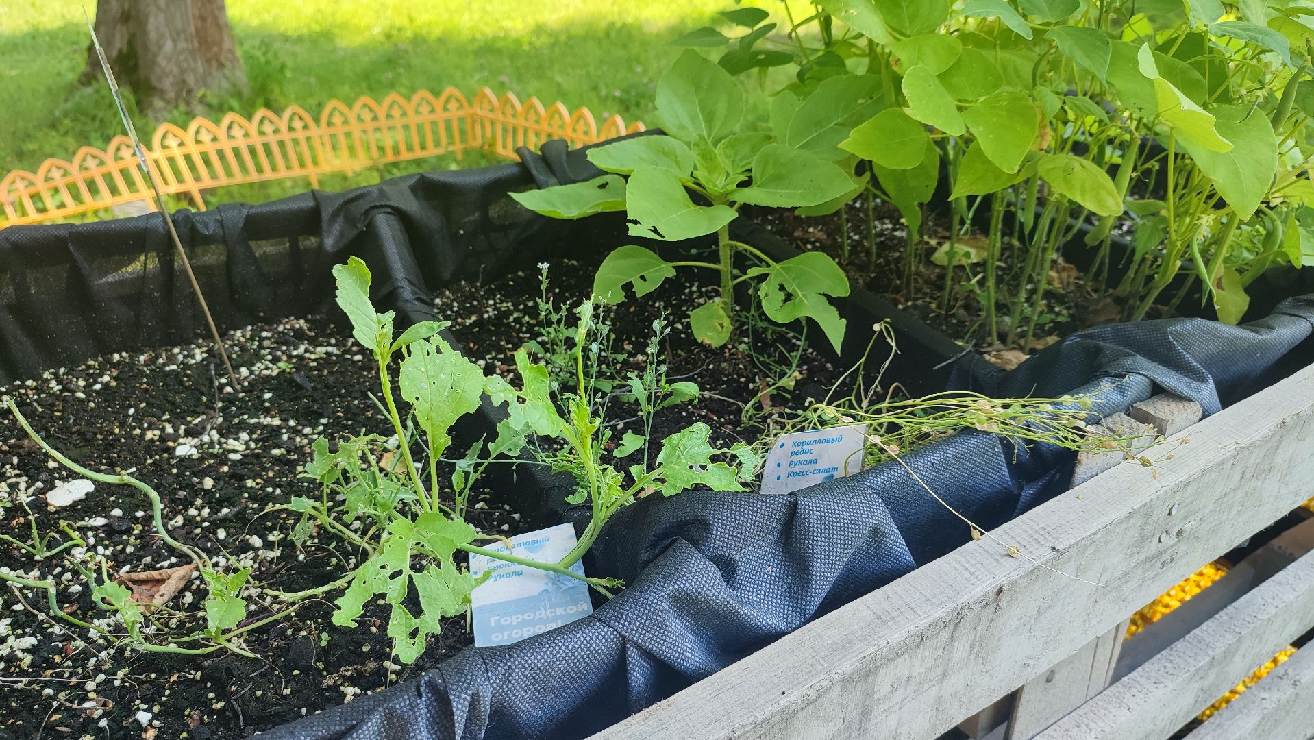 Кашира, Активное долголетие, общественный огород, урожай, капуста, лук