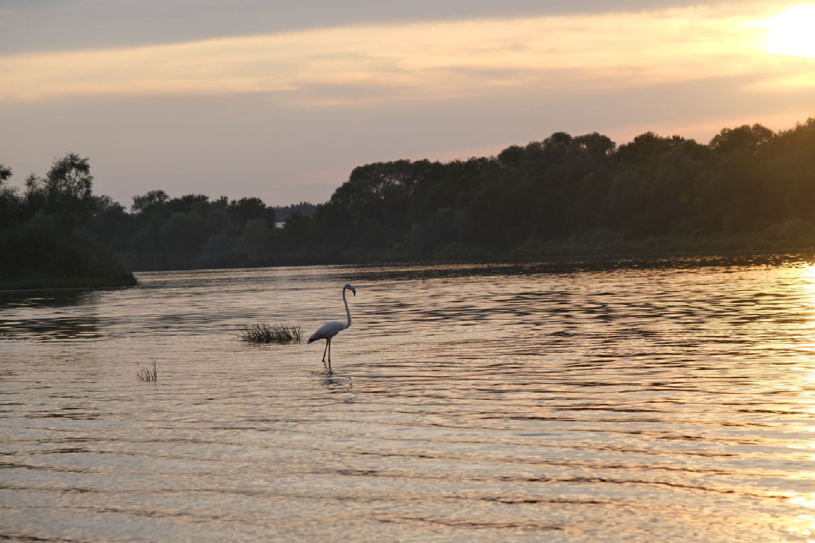 Пущино, птицы, экология