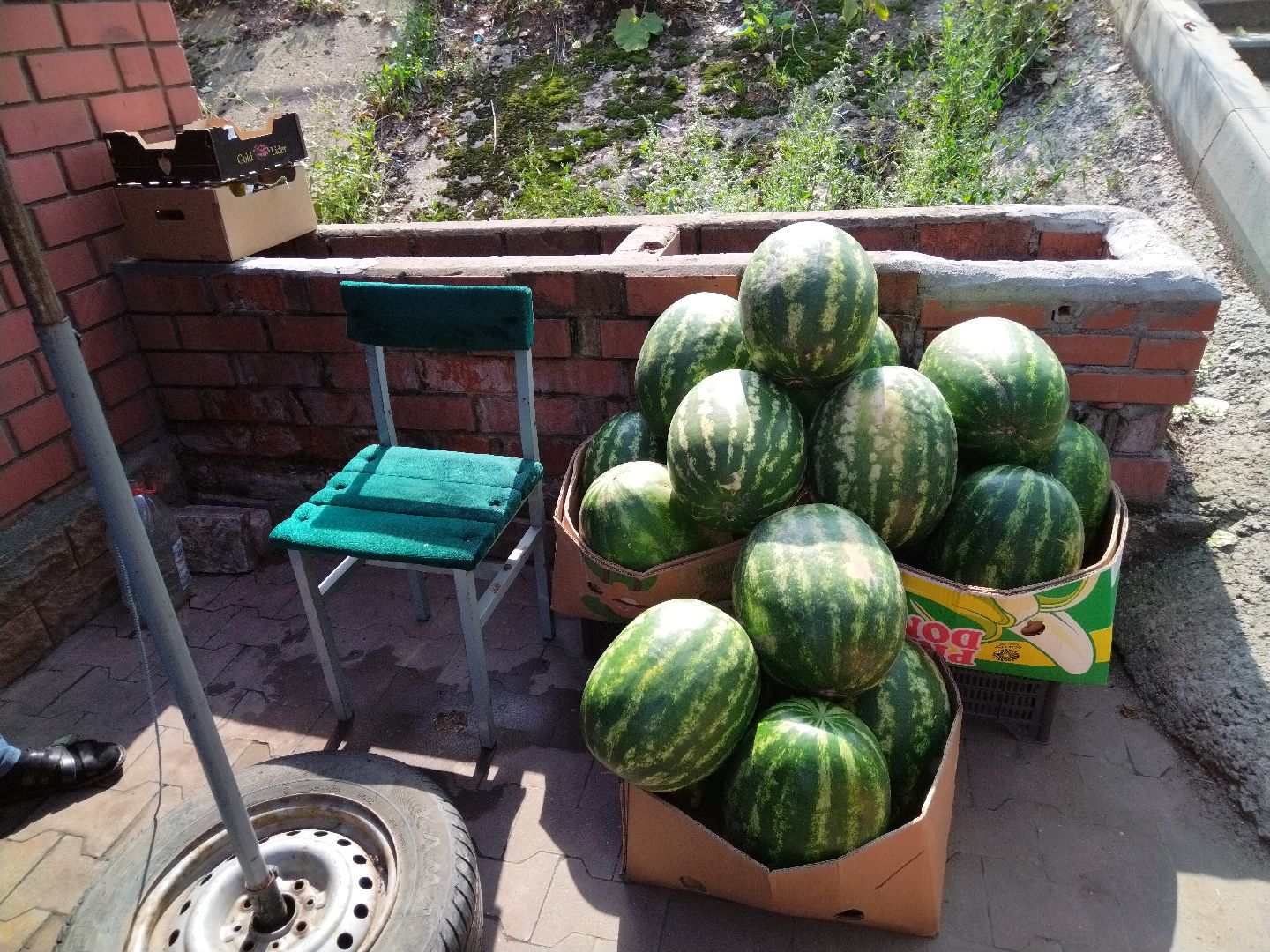 Бахчевые культуры, арбузы и дыни, Мытищи