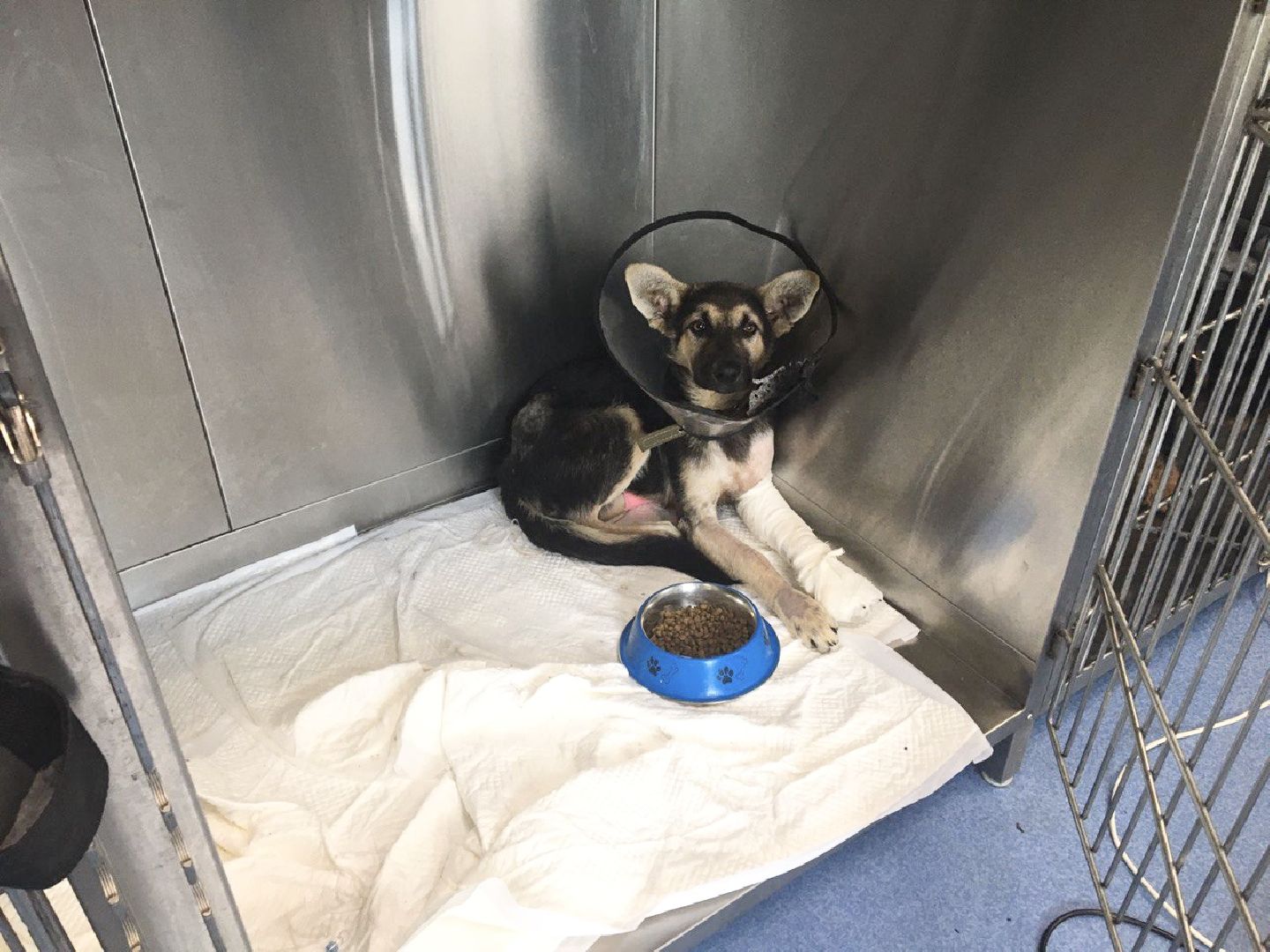 Домодедово, спасти Джека, живодеры, щенок, бездомные животные, сломанная лапа, инфекционное отделение, ветклиника