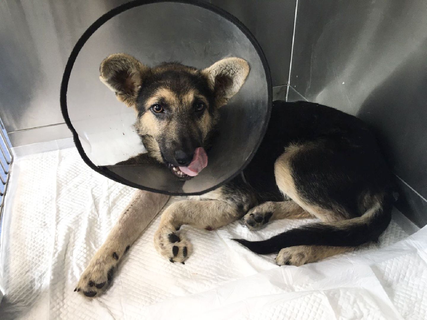 Домодедово, спасти Джека, живодеры, щенок, бездомные животные, сломанная лапа, инфекционное отделение, ветклиника