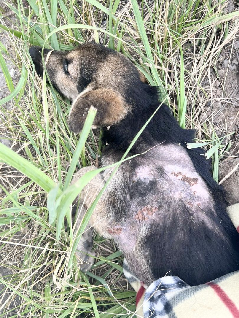 Домодедово, спасти Джека, живодеры, щенок, бездомные животные, сломанная лапа, инфекционное отделение, ветклиника