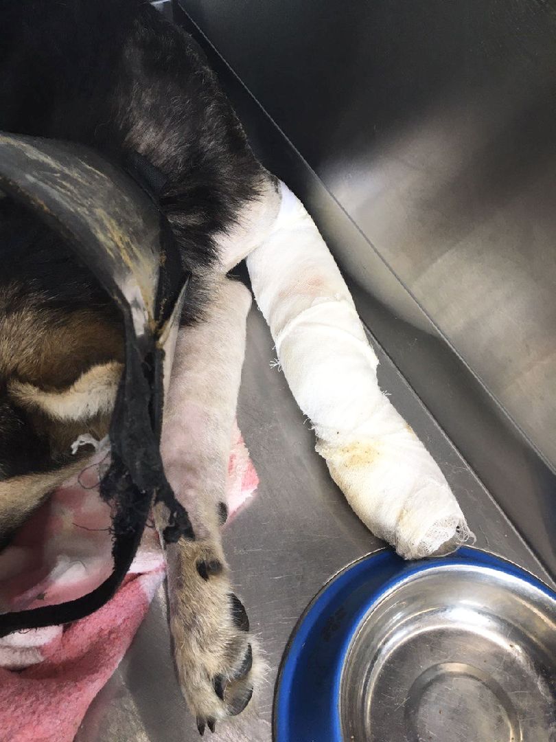 Домодедово, спасти Джека, живодеры, щенок, бездомные животные, сломанная лапа, инфекционное отделение, ветклиника