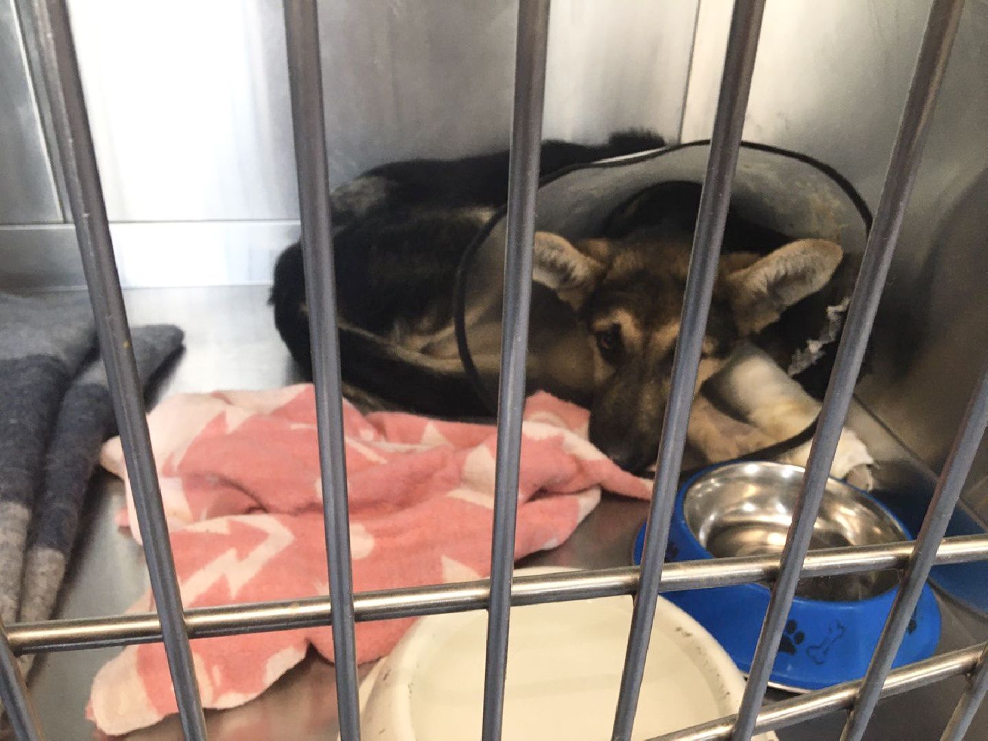 Домодедово, спасти Джека, живодеры, щенок, бездомные животные, сломанная лапа, инфекционное отделение, ветклиника