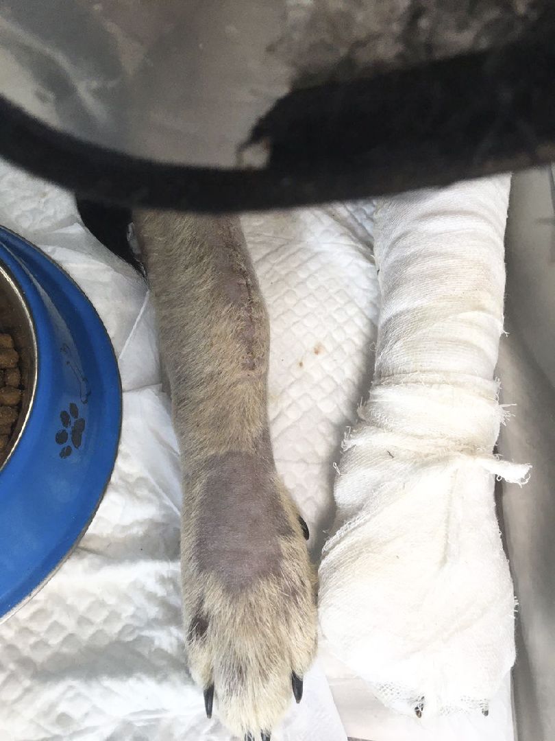 Домодедово, спасти Джека, живодеры, щенок, бездомные животные, сломанная лапа, инфекционное отделение, ветклиника