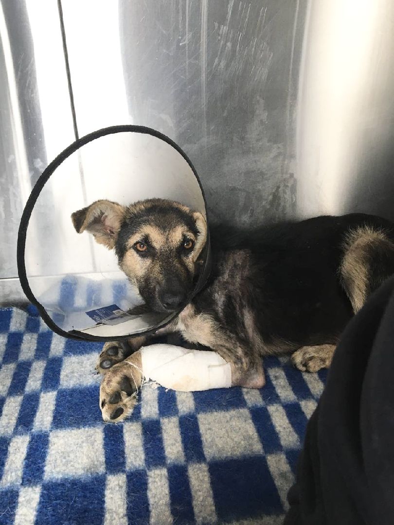 Домодедово, спасти Джека, живодеры, щенок, бездомные животные, сломанная лапа, инфекционное отделение, ветклиника