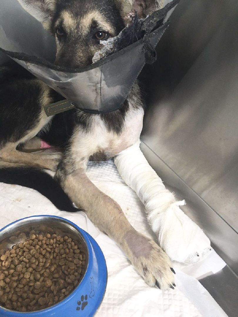 Домодедово, спасти Джека, живодеры, щенок, бездомные животные, сломанная лапа, инфекционное отделение, ветклиника