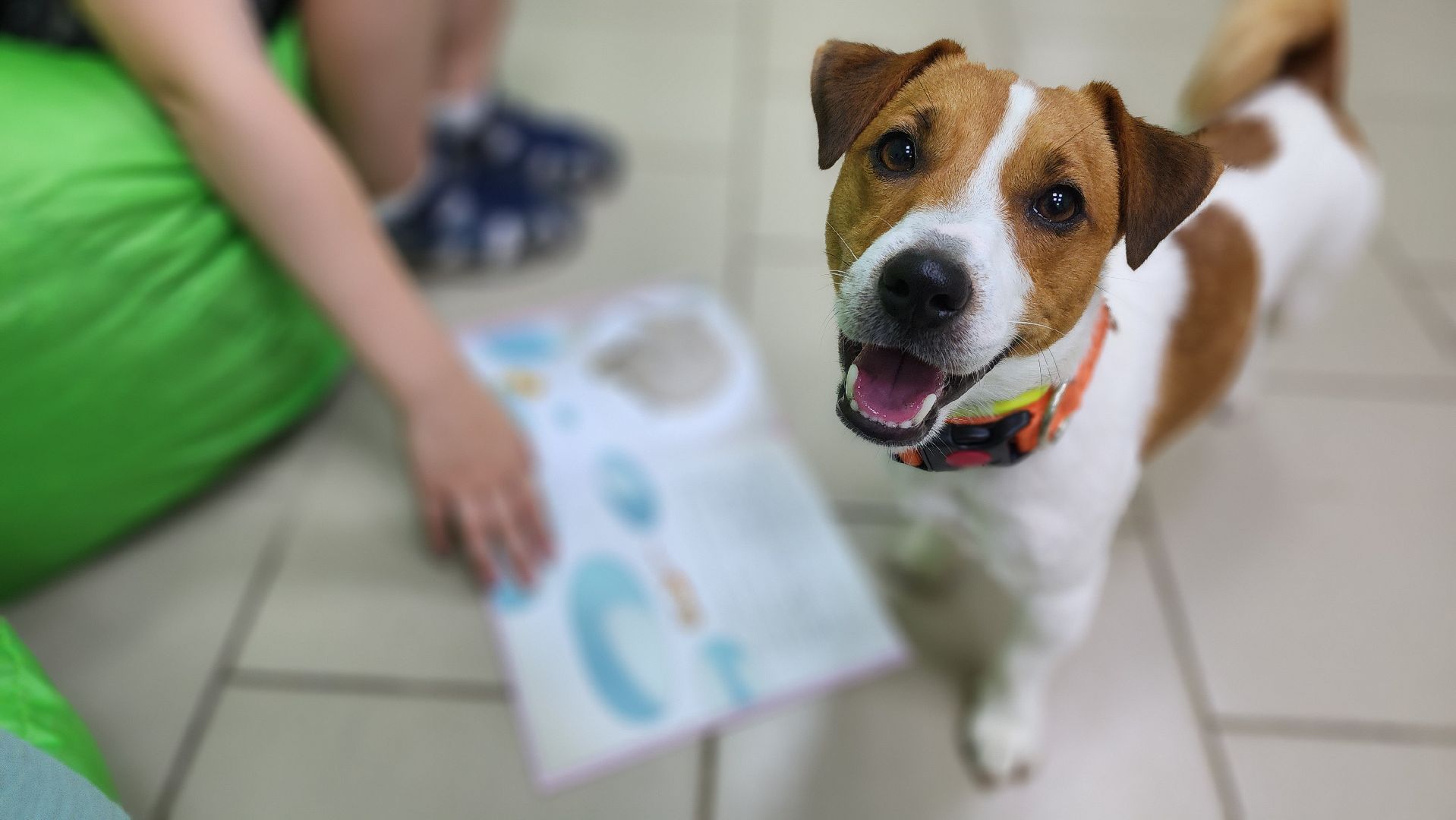 собака-терапевт, чтение, библиотека, Протвино, канистерапия