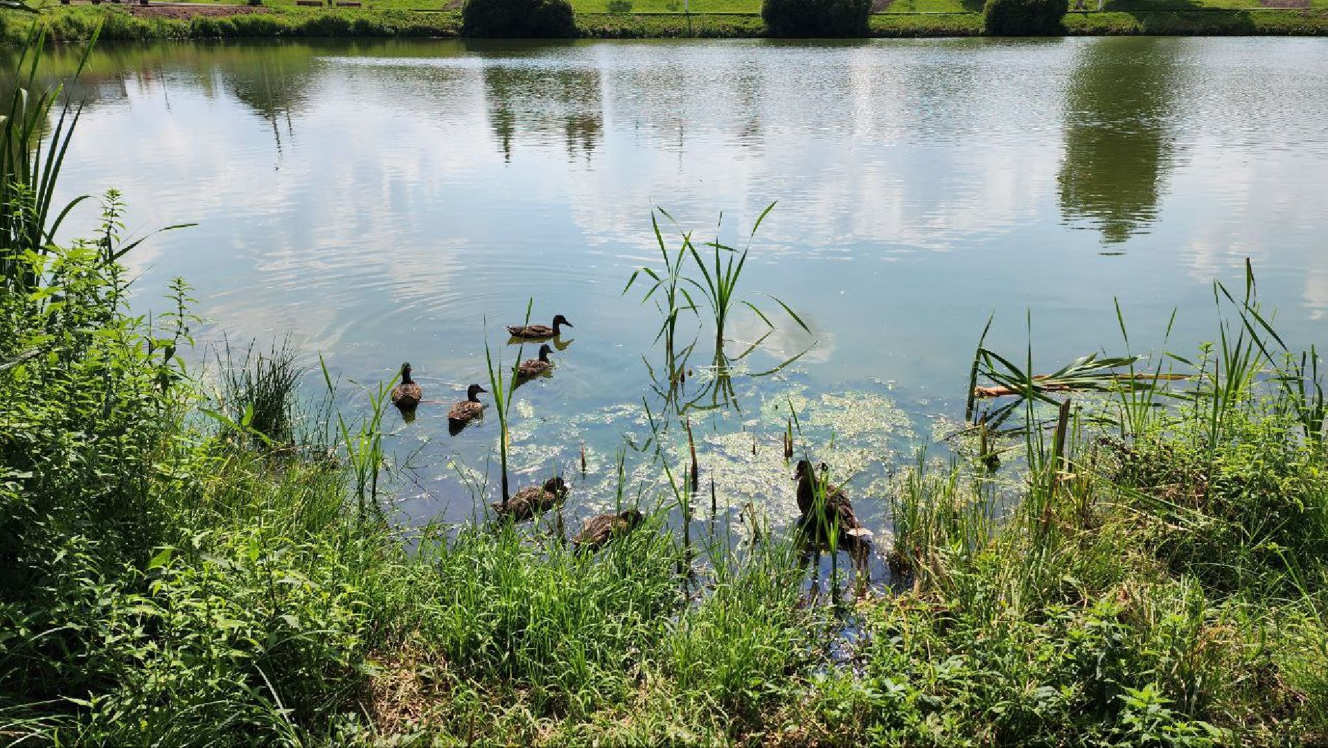 Дмитров, Подлипичский пруд, Минблаго МО