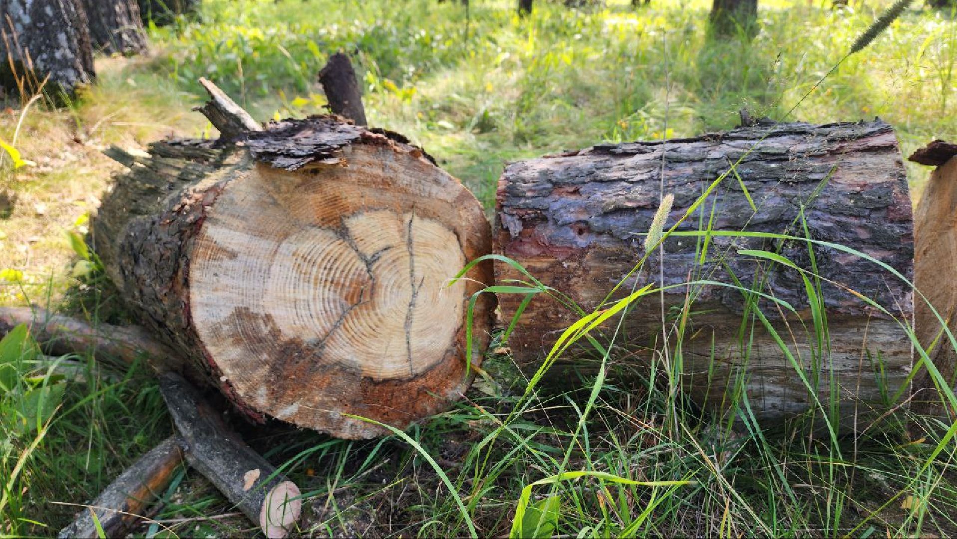 Дмитров, Акция Чистый лес, Мособлдума