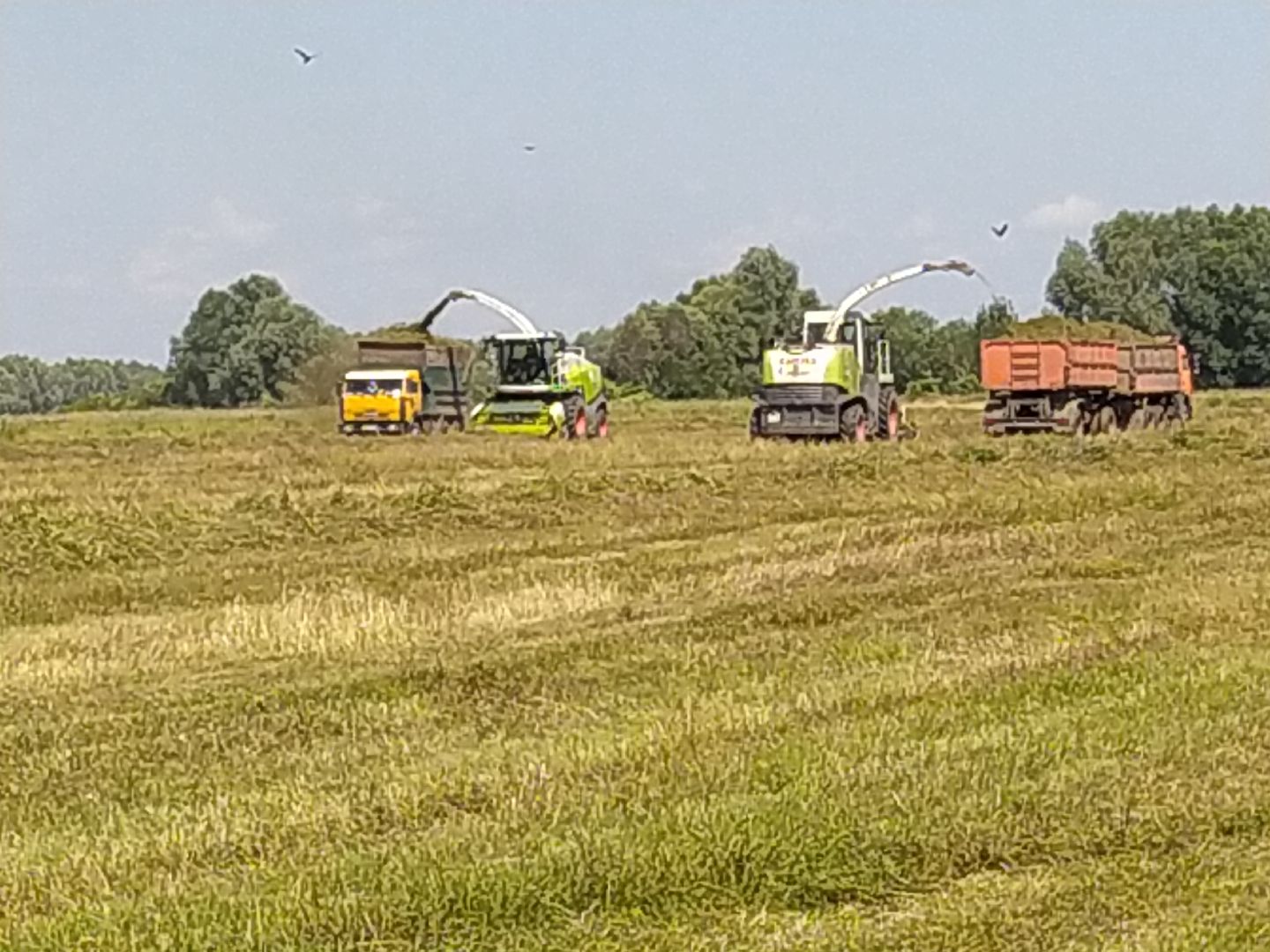 Луховицы, Сельское хозяйство