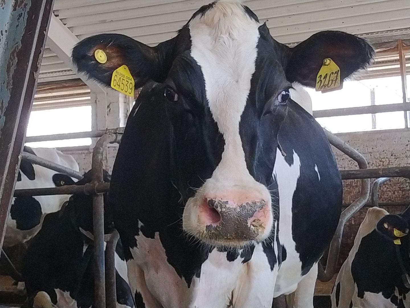 Луховицы, Сельское хозяйство