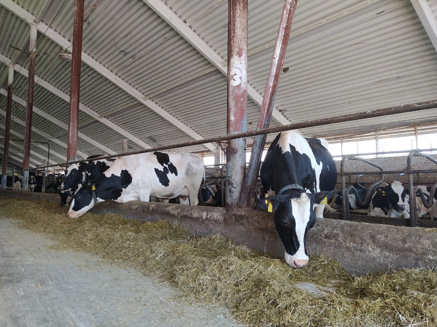 Луховицы, Сельское хозяйство