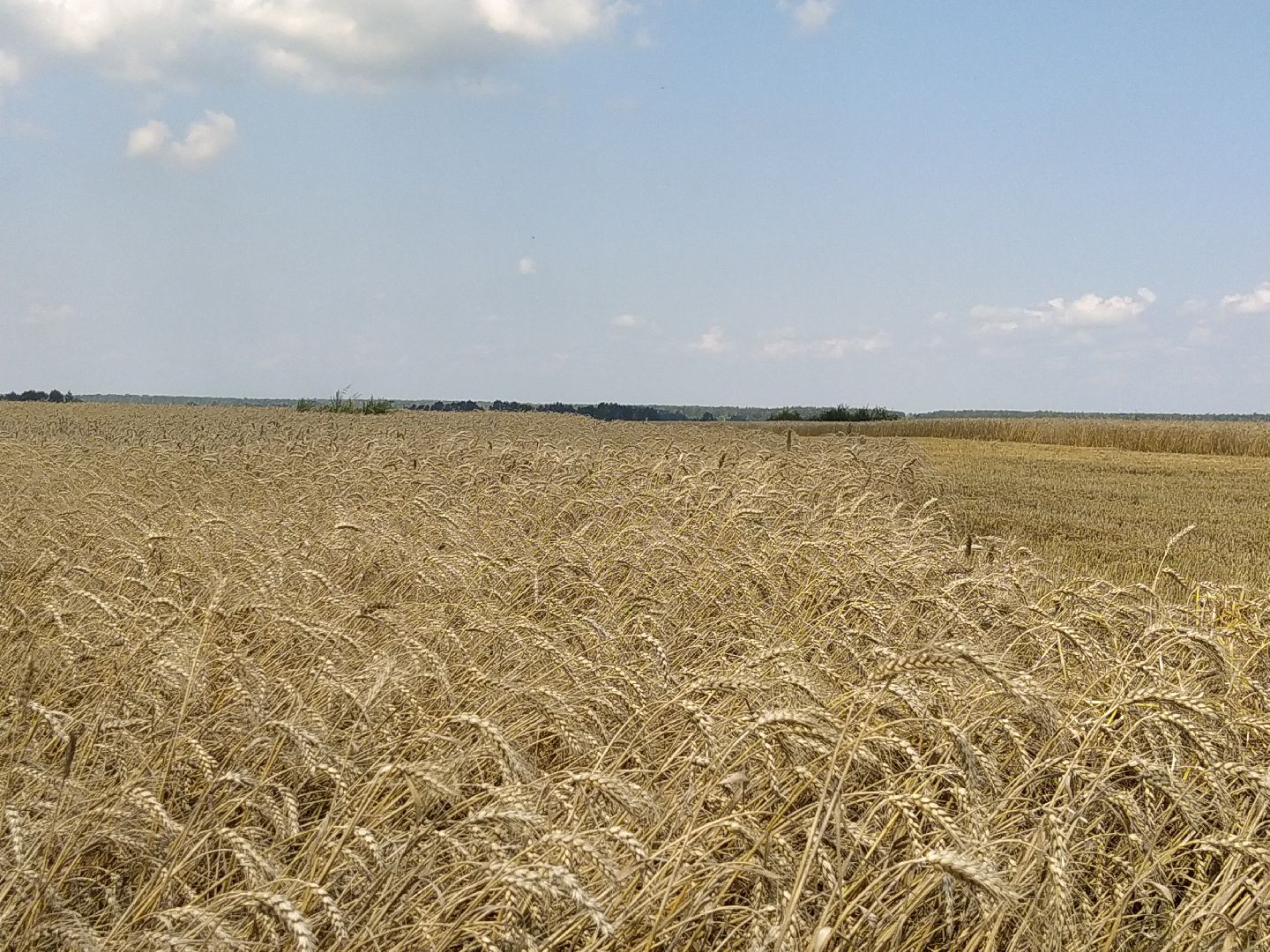 Луховицы, Сельское хозяйство