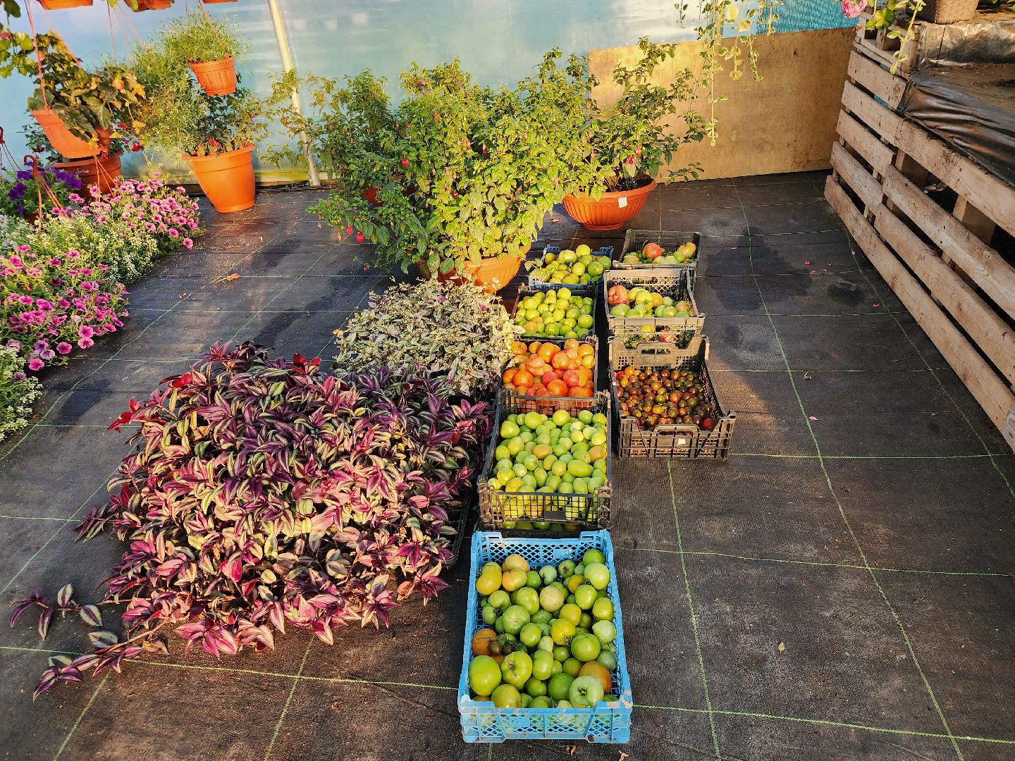 Звенигород, сельское хозяйство, садовое хозяйство