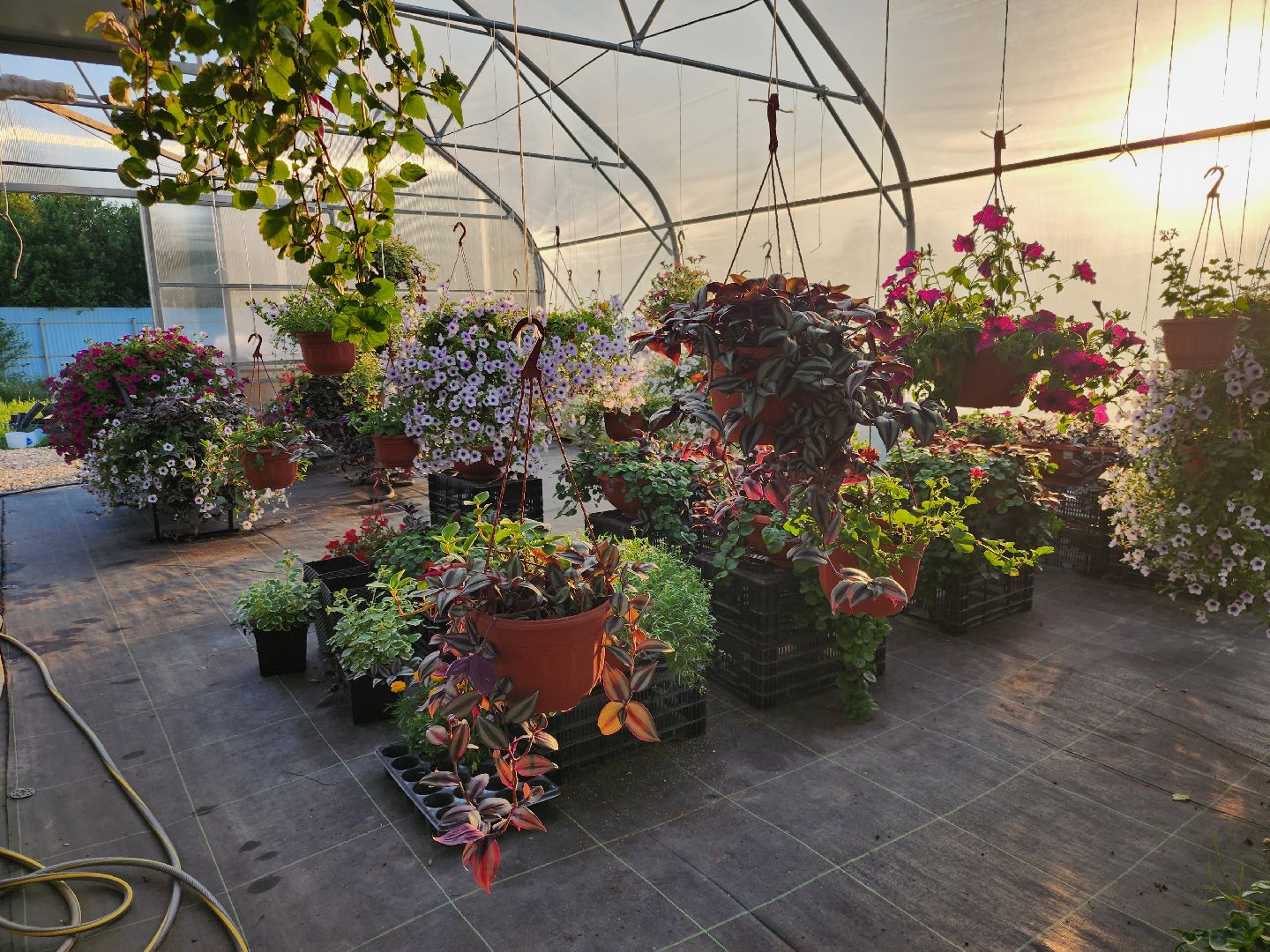 Звенигород, сельское хозяйство, садовое хозяйство