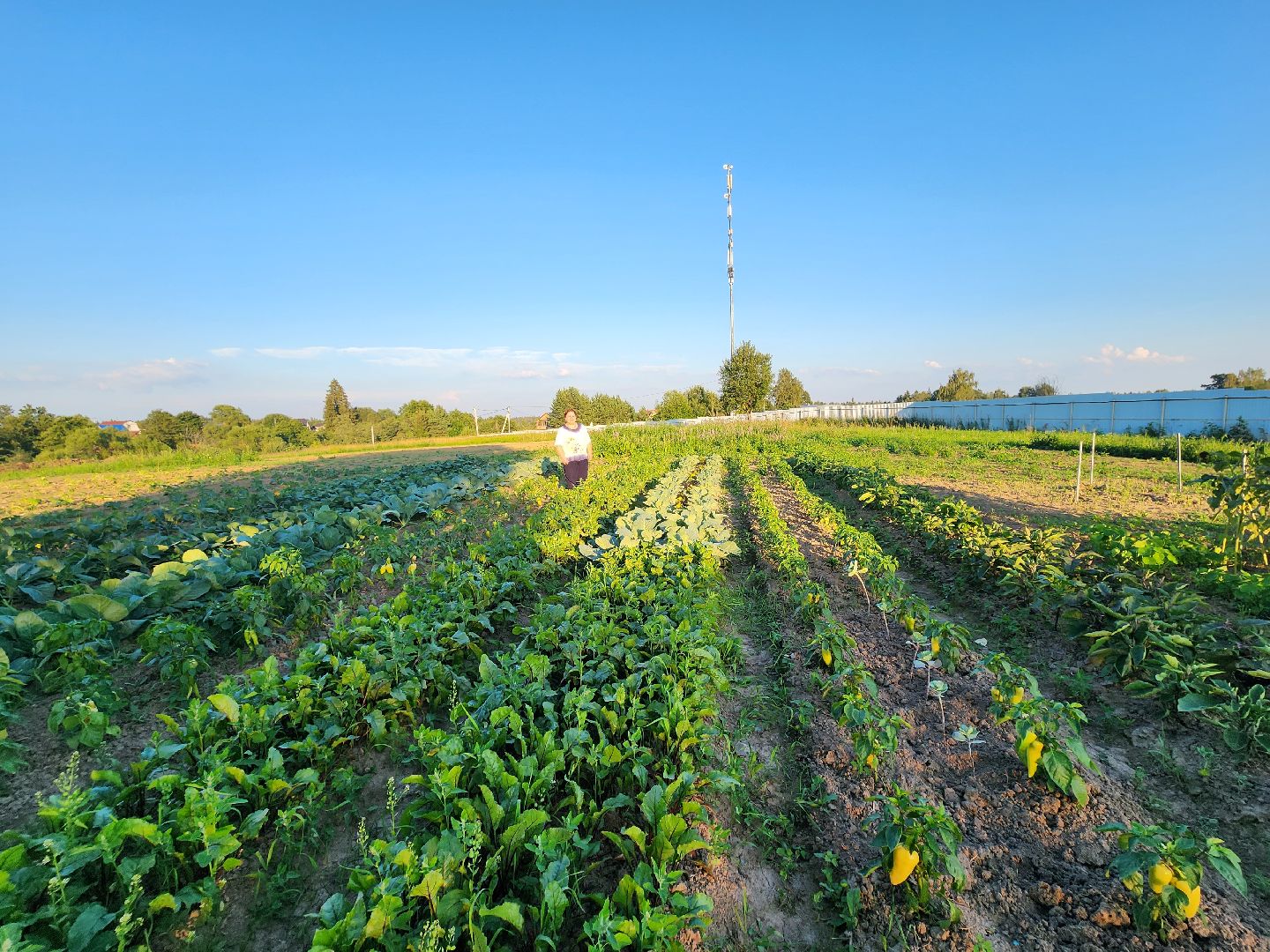 Звенигород, сельское хозяйство, садовое хозяйство