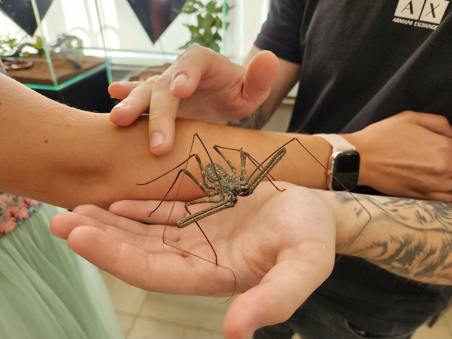 Раменское, культура, Раменский историко-художественный музей, выставка пауков, миф о пауках-птицеедах