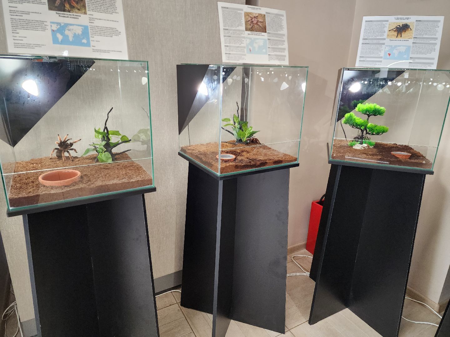 Раменское, культура, Раменский историко-художественный музей, выставка пауков, миф о пауках-птицеедах