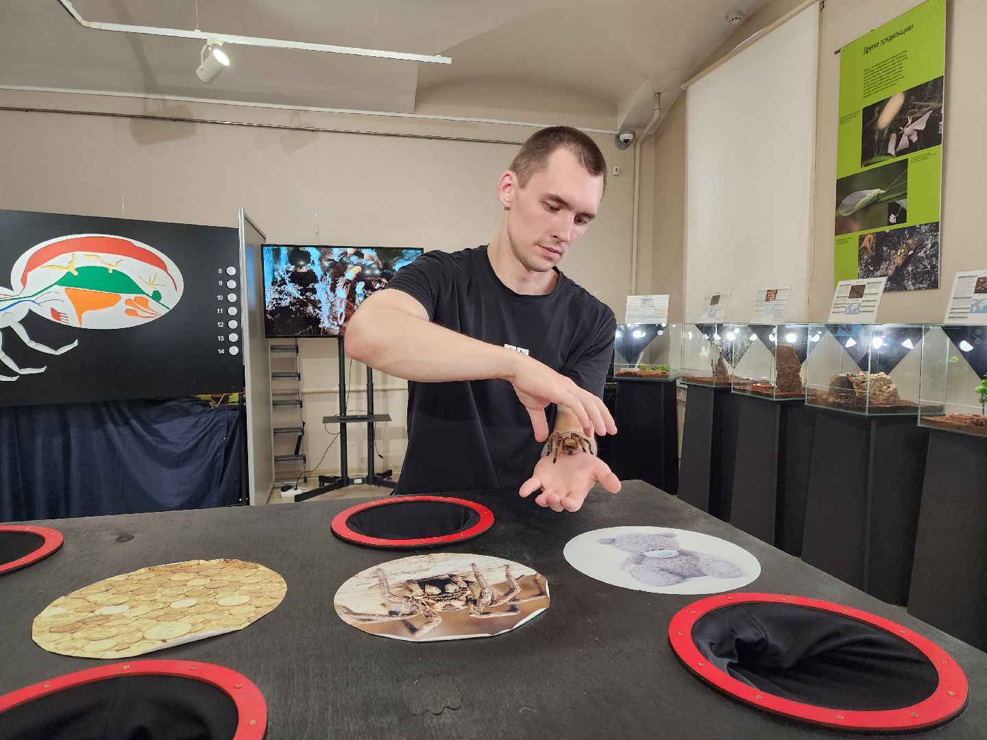 Раменское, культура, Раменский историко-художественный музей, выставка пауков, миф о пауках-птицеедах