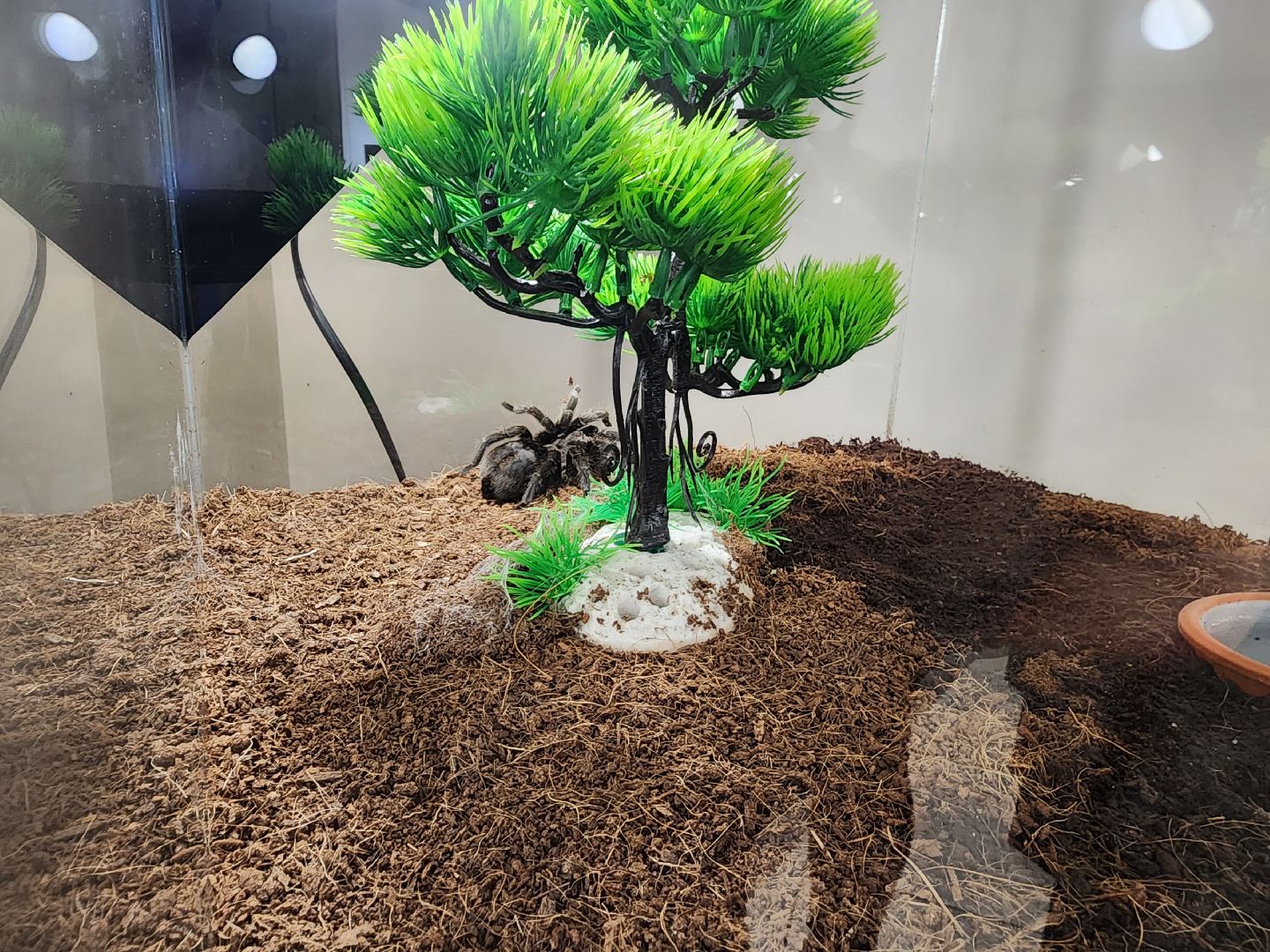 Раменское, культура, Раменский историко-художественный музей, выставка пауков, миф о пауках-птицеедах