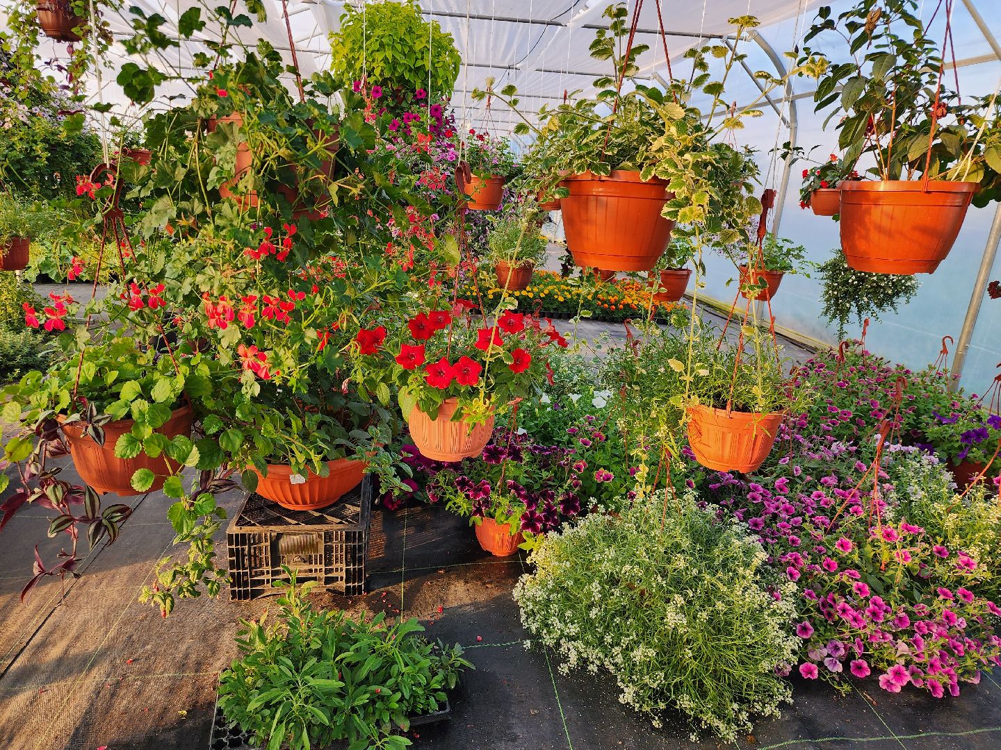 Звенигород, туризм, гастрономический фестиваль, фермерство, сельское хозяйство, цветы