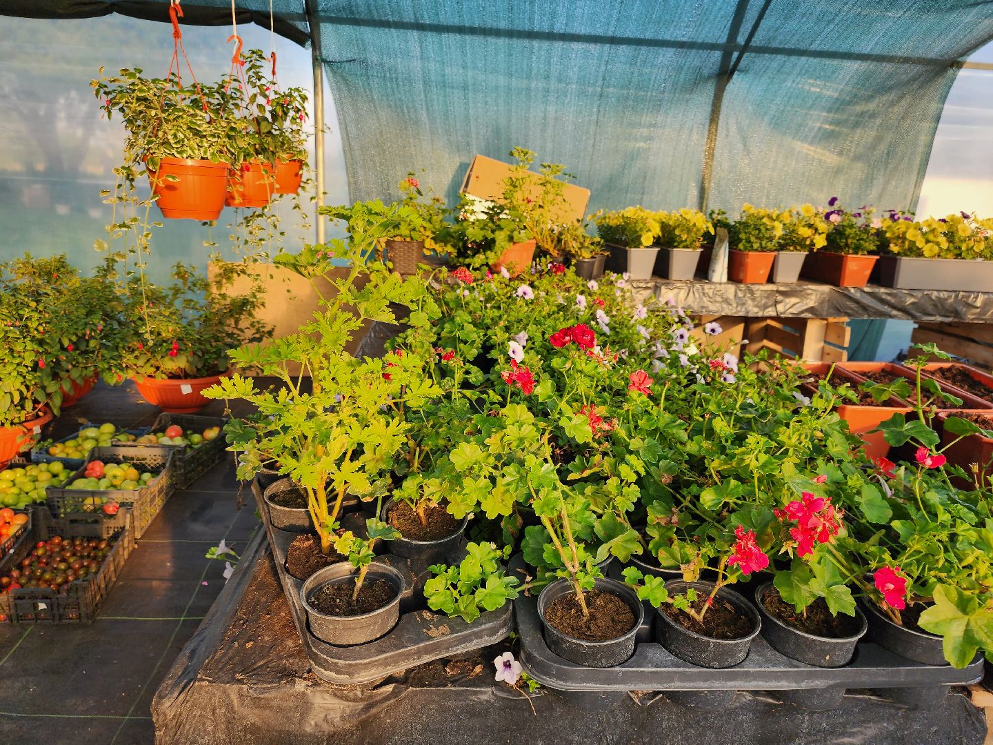 Звенигород, туризм, гастрономический фестиваль, фермерство, сельское хозяйство, цветы