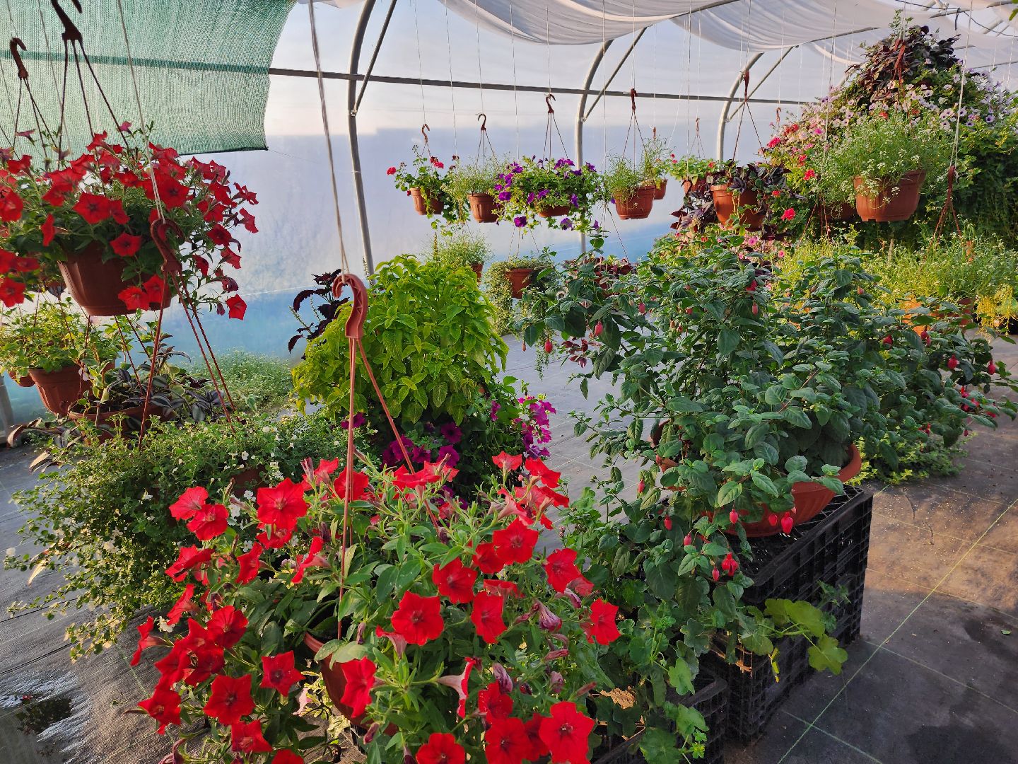 Звенигород, туризм, гастрономический фестиваль, фермерство, сельское хозяйство, цветы