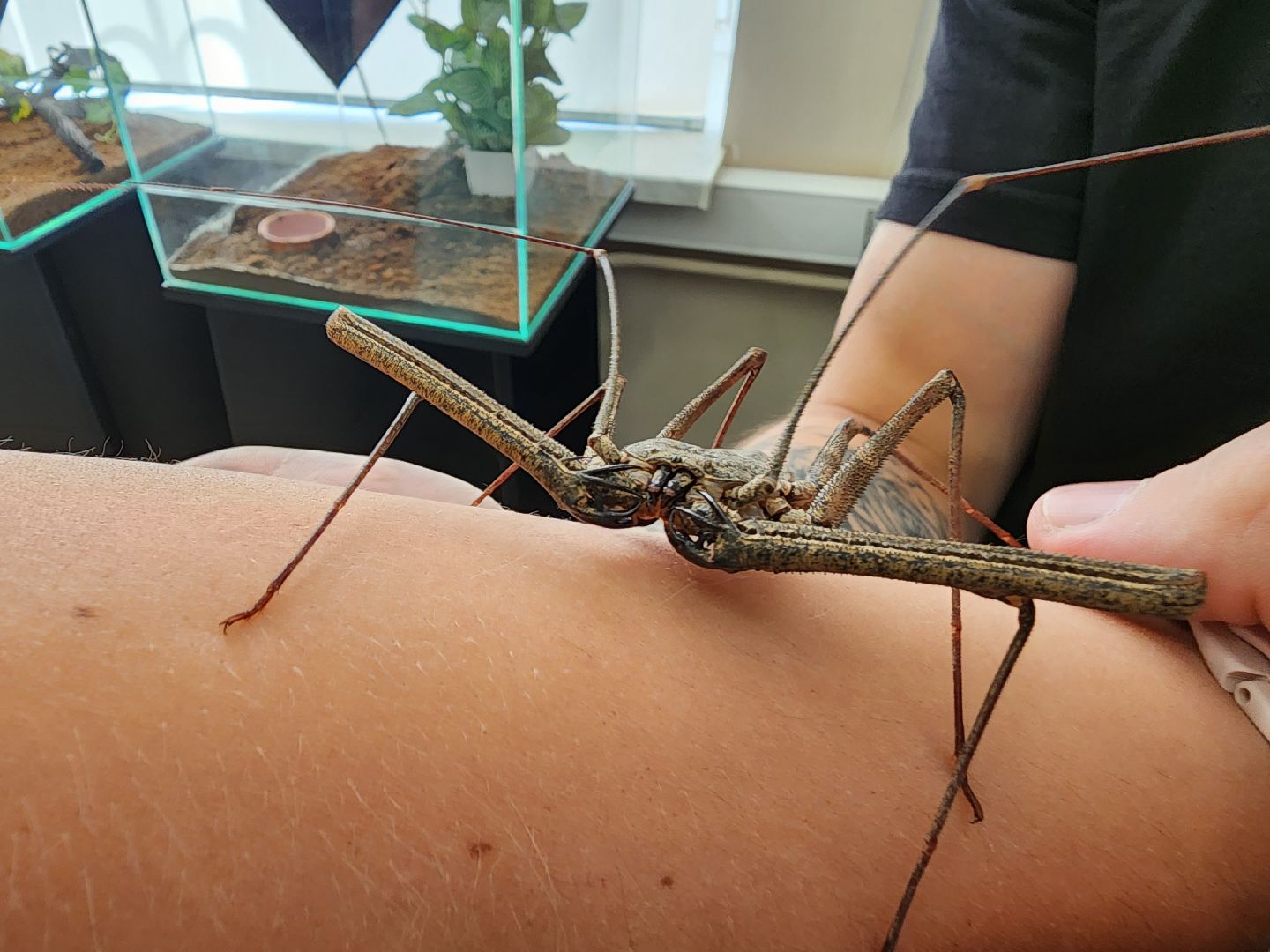 Раменское, культура, выставка пауков и скорпионов в Раменском музее