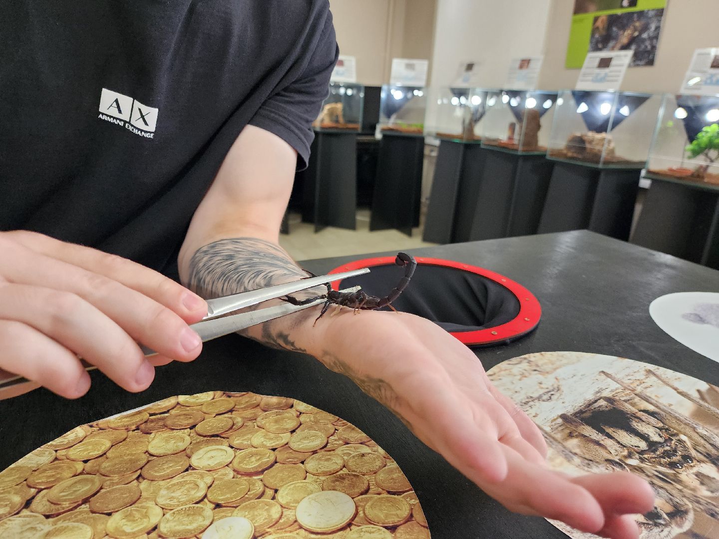 Раменское, культура, выставка пауков и скорпионов в Раменском музее